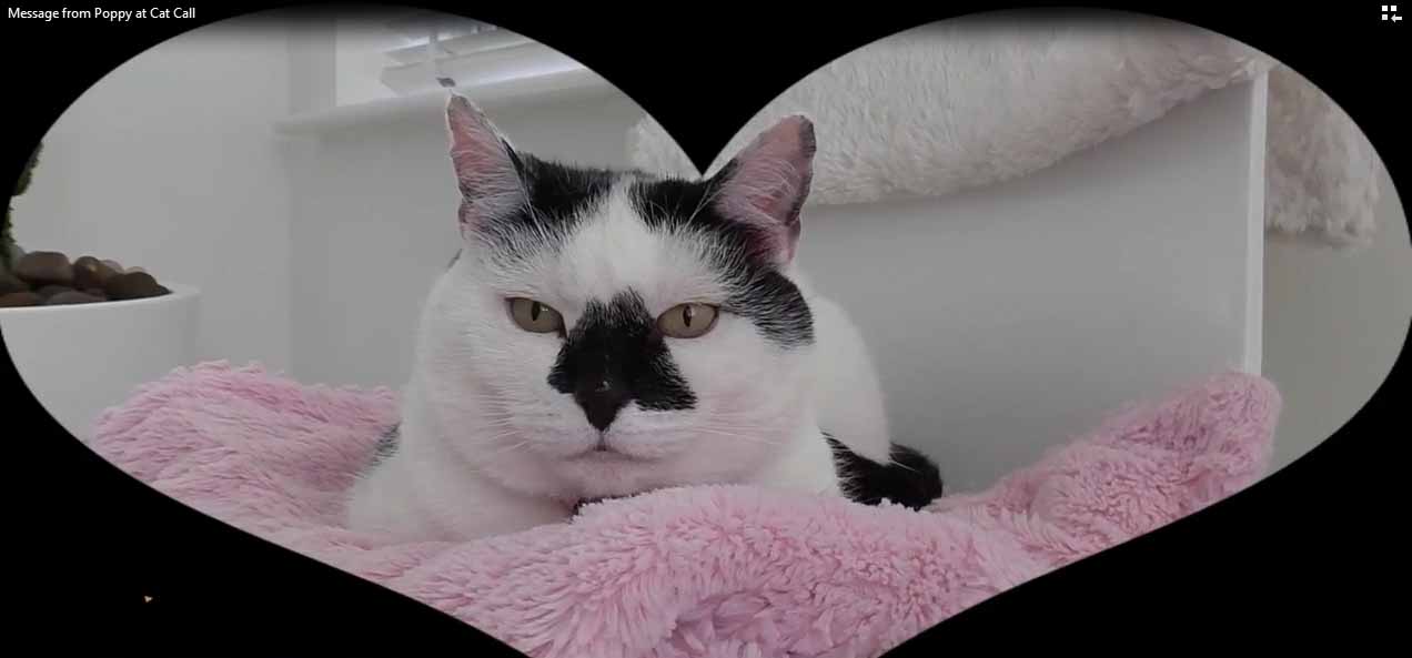 Message from Poppy at Cat Call