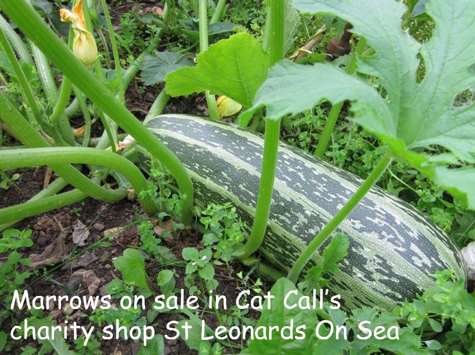 Fresh home grown marrows at Cat Call