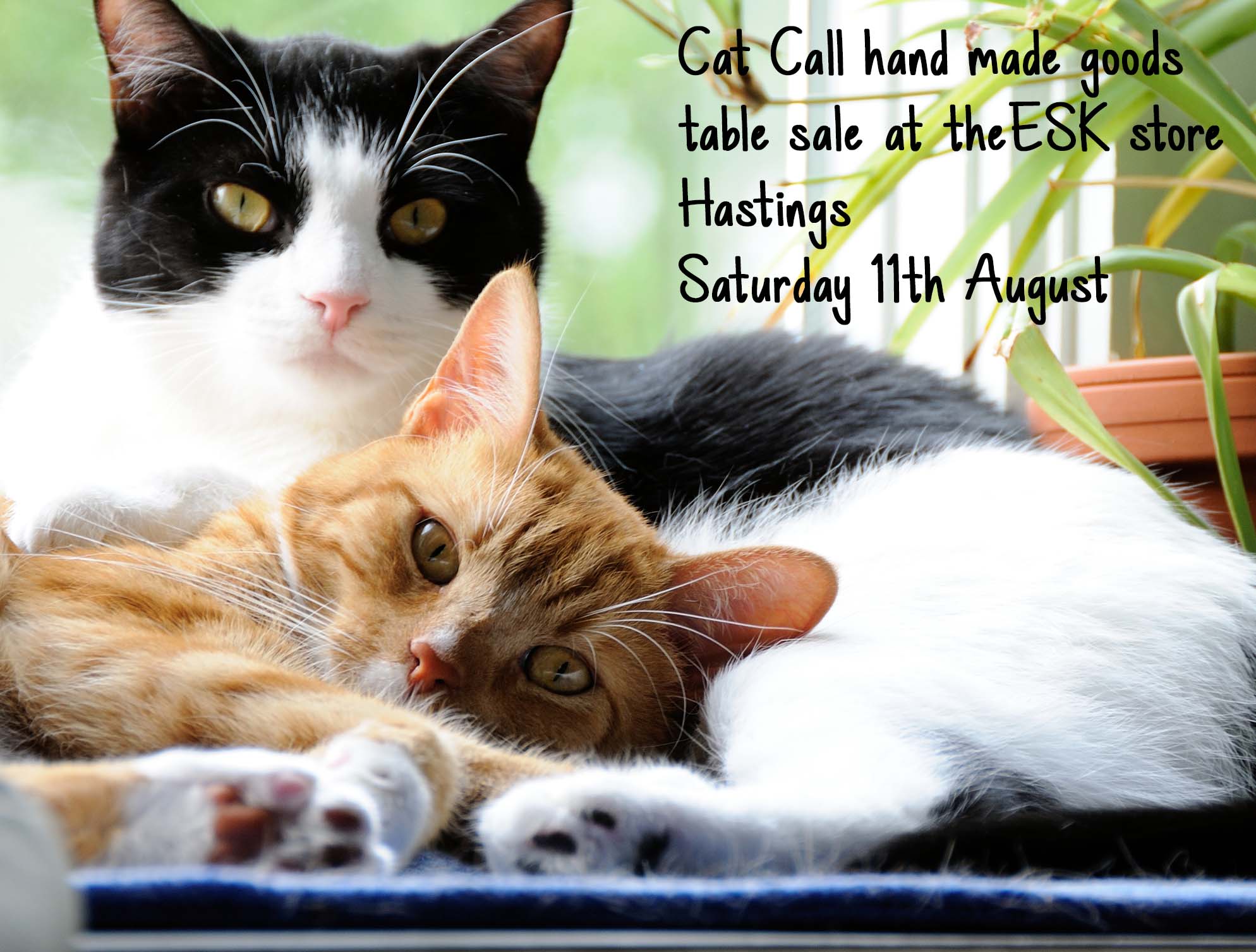 Cat Call at ESK Hastings Sat 11th Aug
