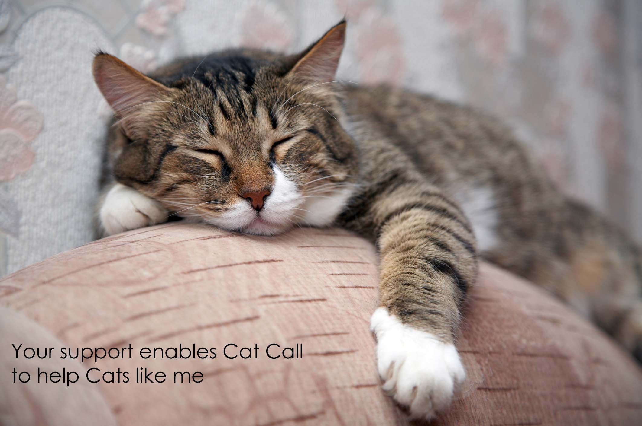 Your support enables Cat Call to help Cats like me