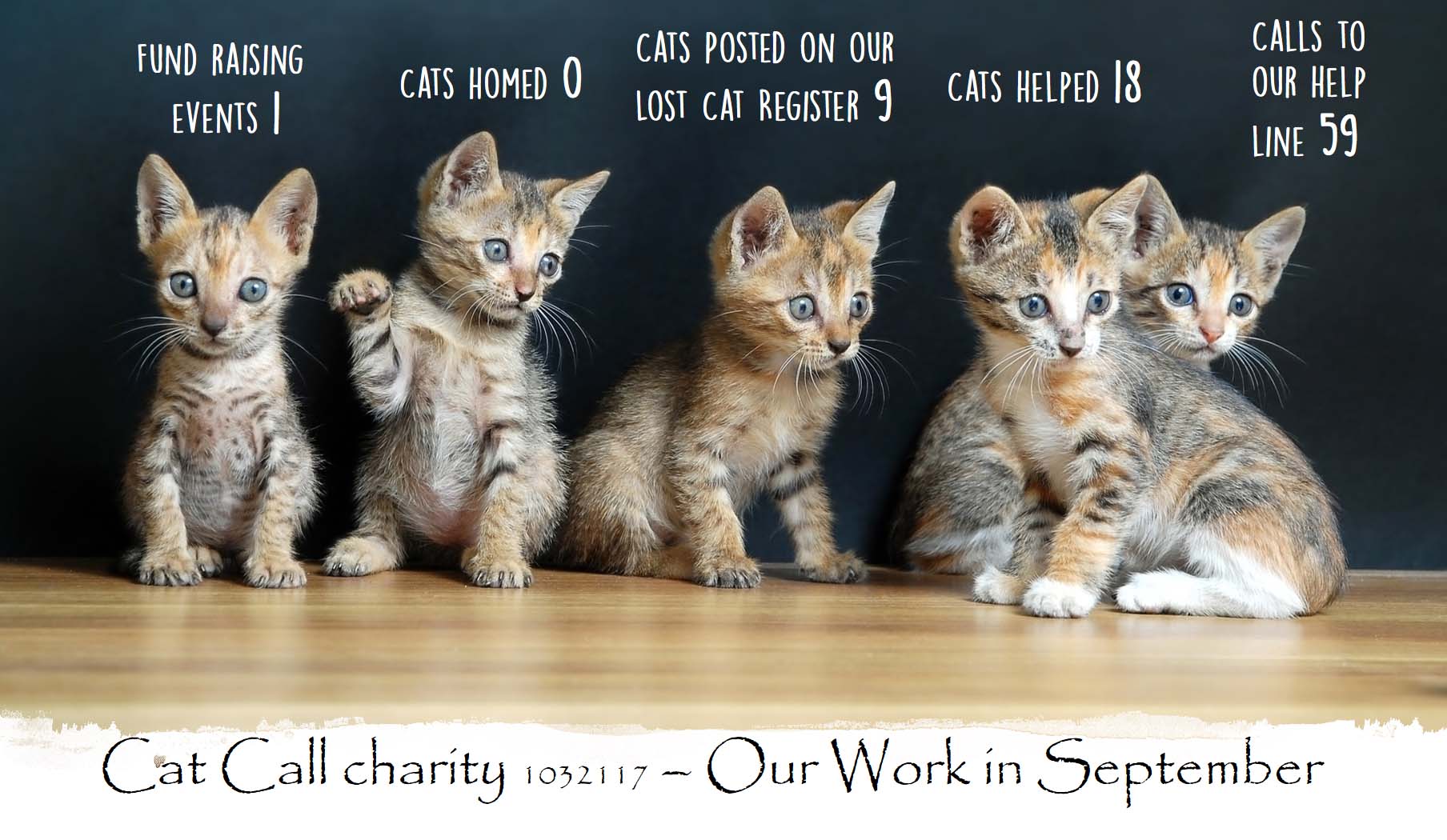 Cat Call Charity - Our work in September