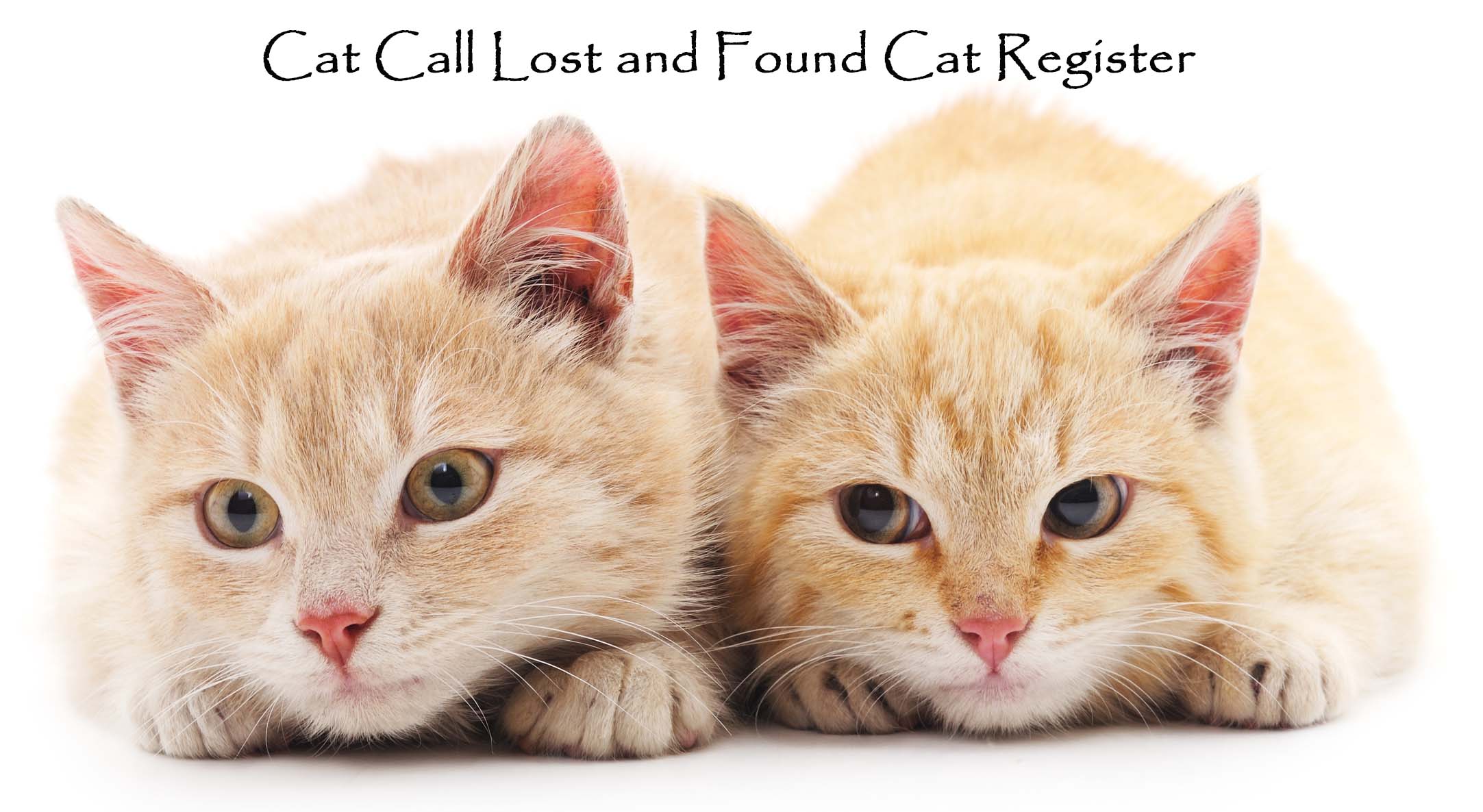 Cats uk. 2 Красных котика. 2 Кота на Красном фоне. Пара красных кошек. Cat Caller