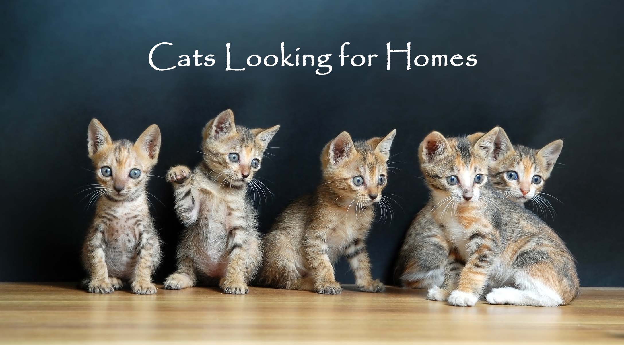 Cat Call UK Caring for Cats in the Hastings area