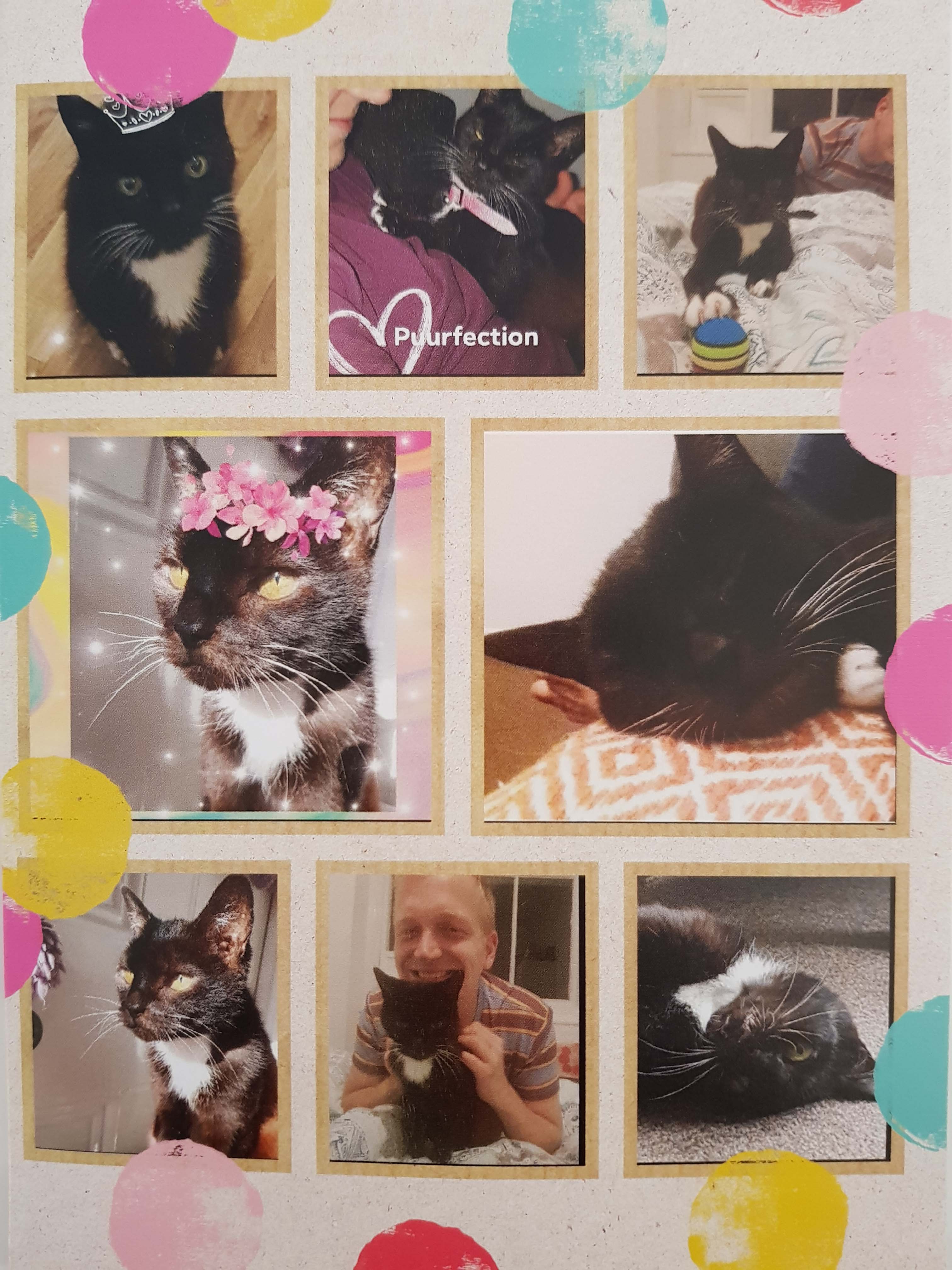 Lovely Thank You Card Sent To Cat Call