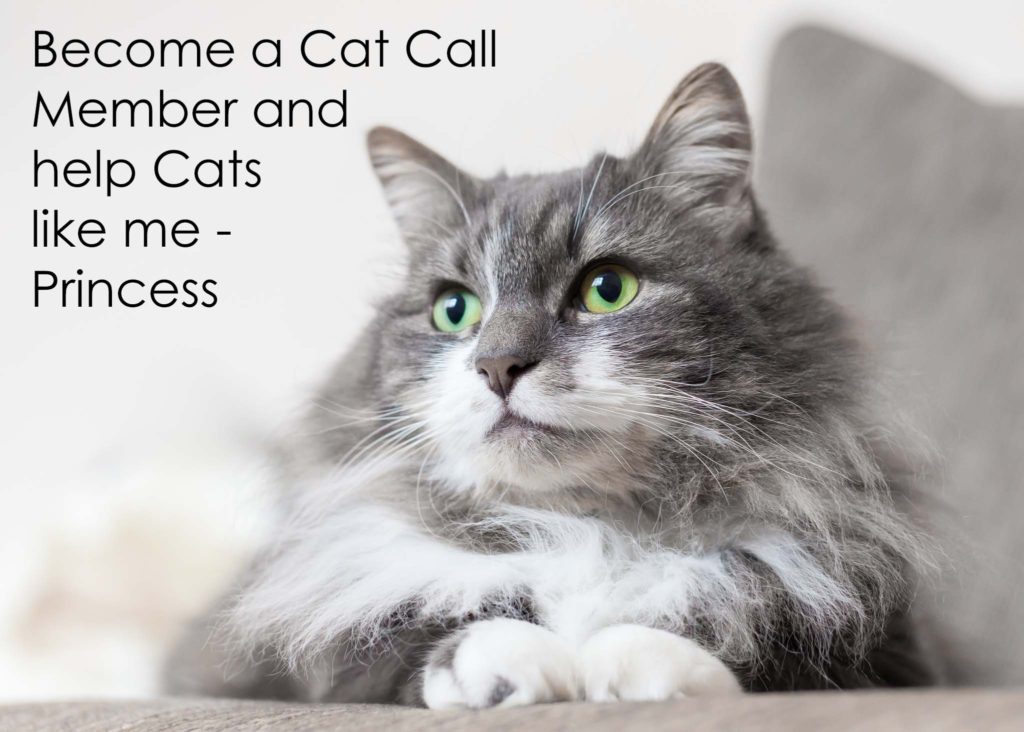 how-far-can-a-cat-hear-you-calling