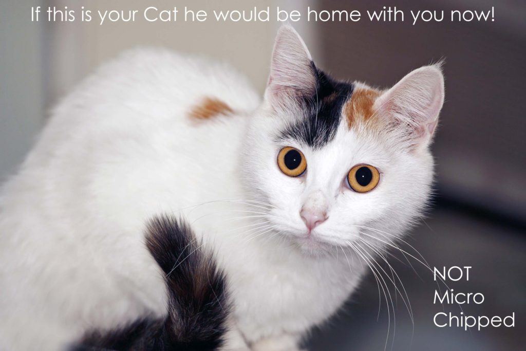 “Chip Your Cat” with Cat Call’s Help Cat Call UK