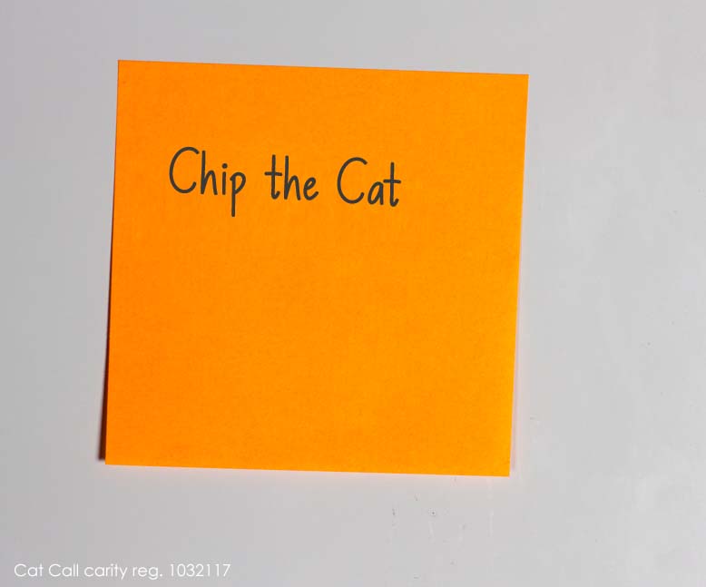 Chip the Cat x