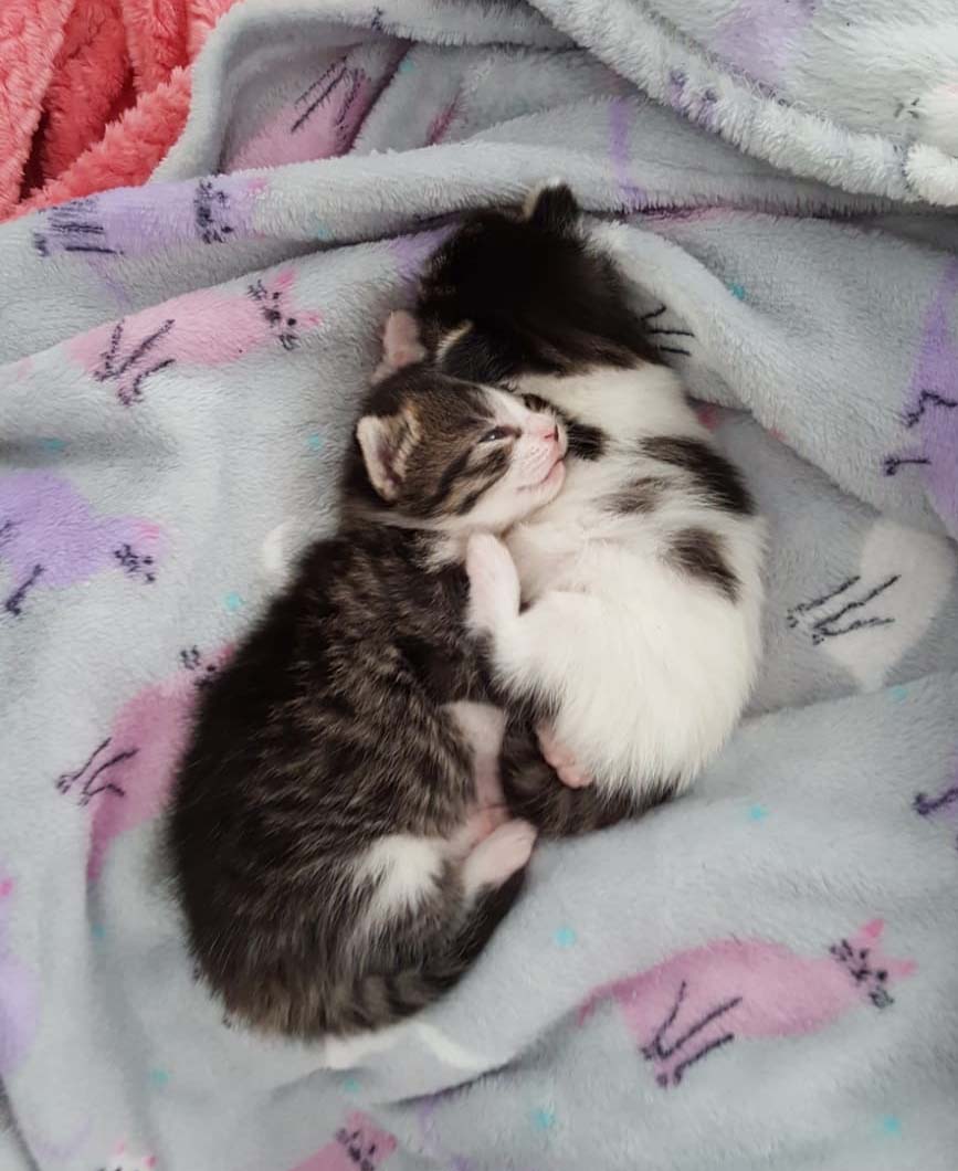 Kittens in July