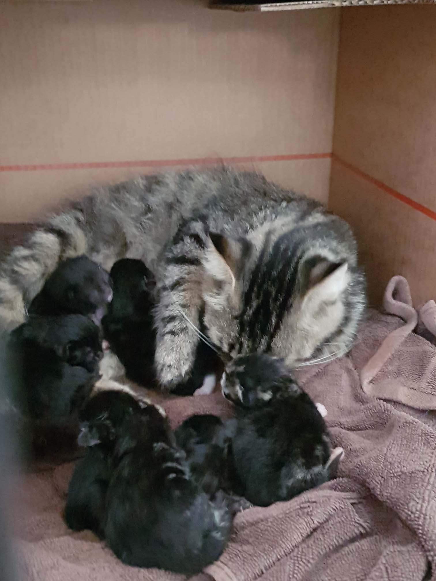 Stella and her half dozen