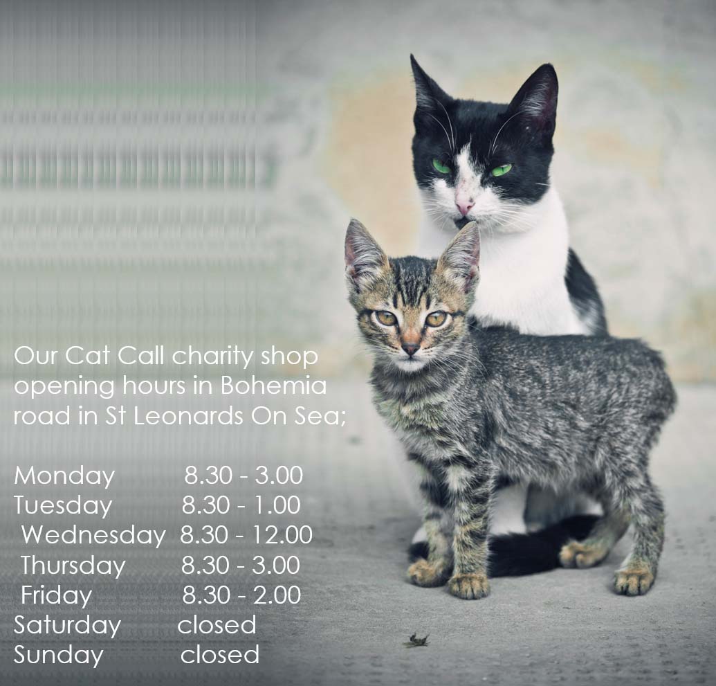 Cat Call Charity Shop Opening Hours