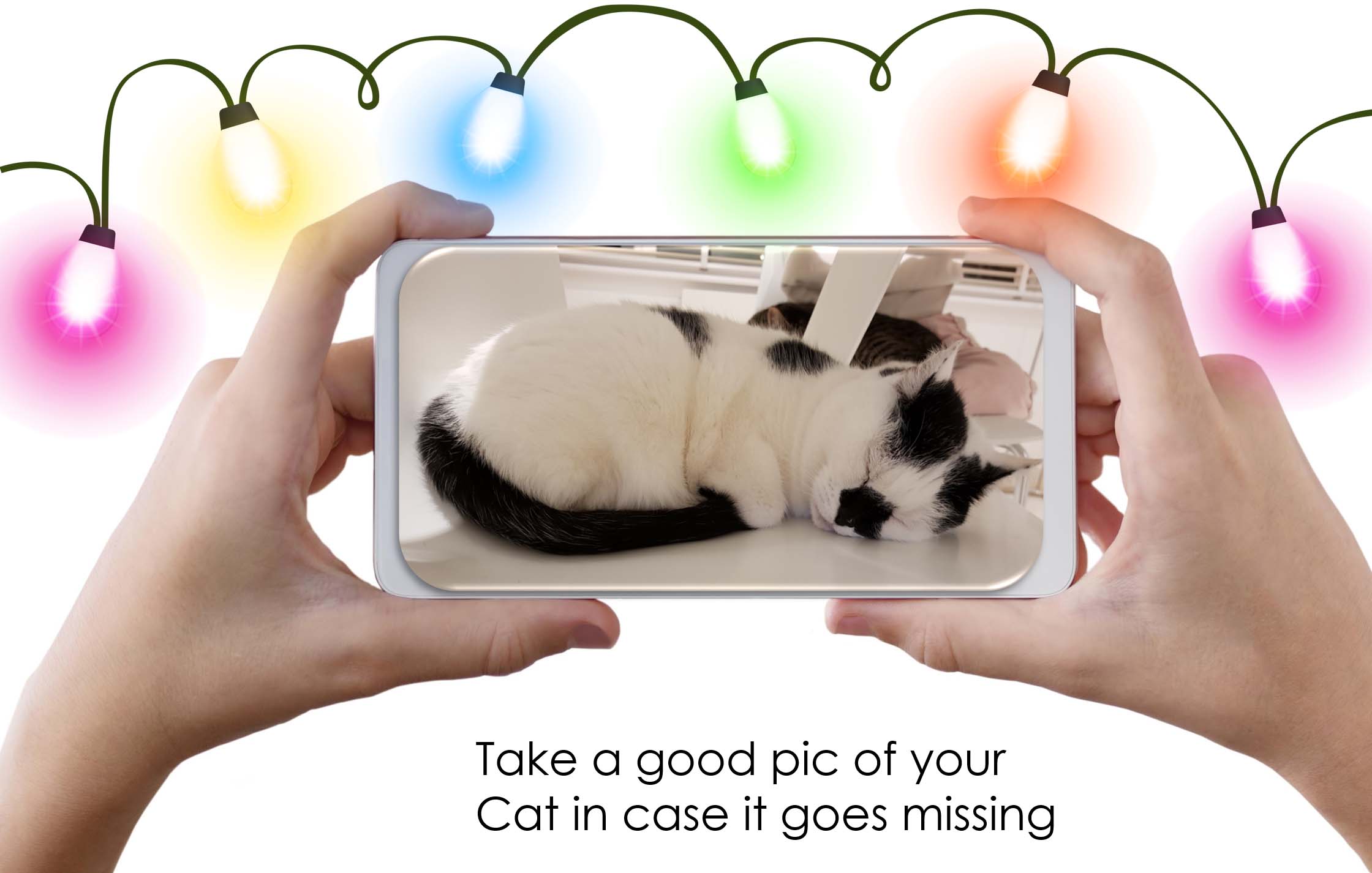 Take a Good Picture of Your Cat