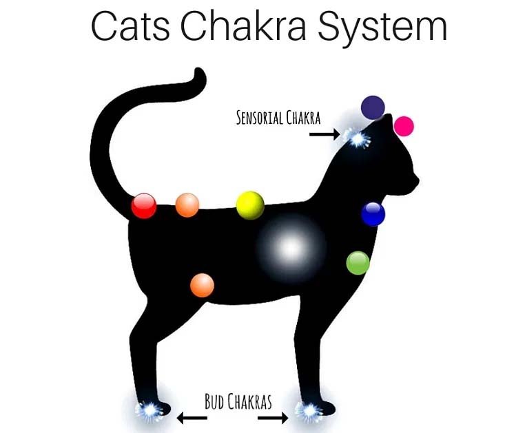 Cat system