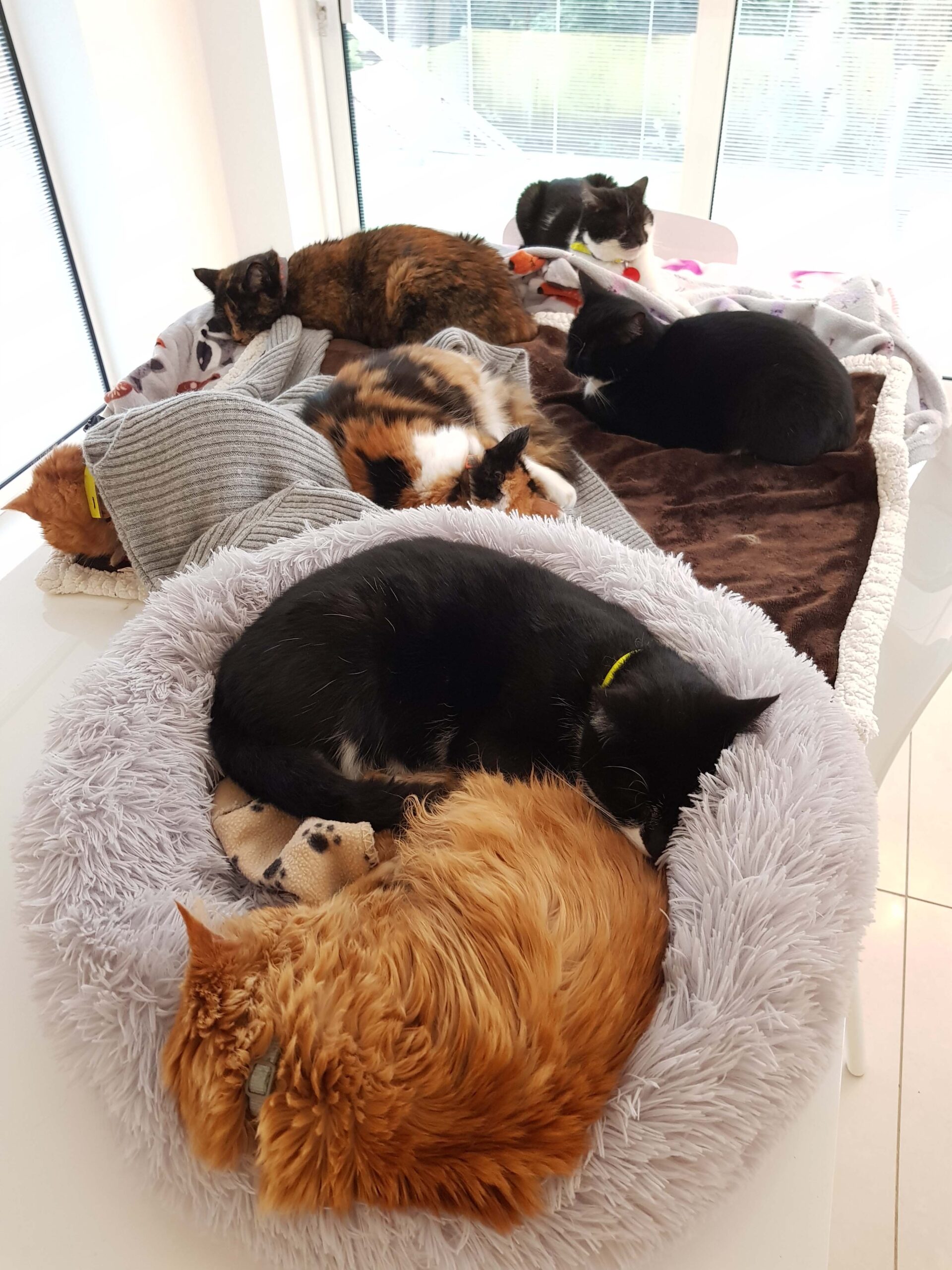 Pile of happy Cats