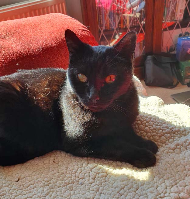 Beautiful Maggie Cat is Homed