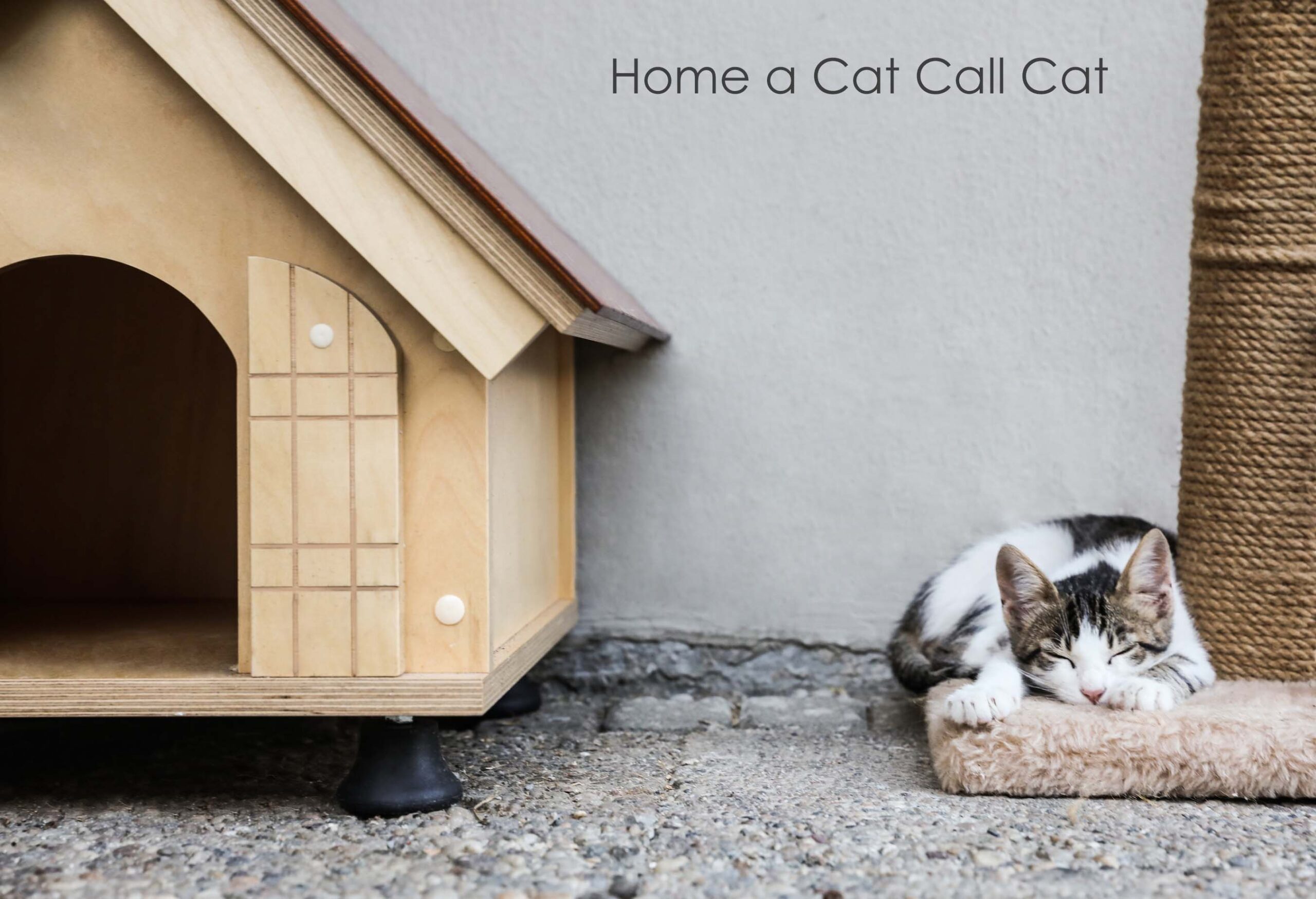 Give a Hastings Cat a home