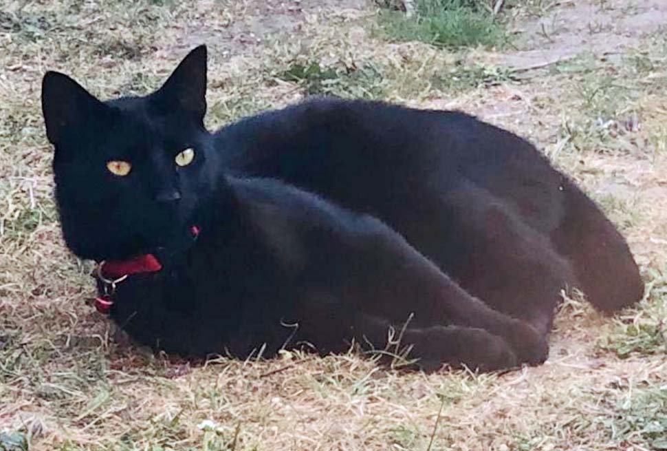 Have you seen this missing Cat
