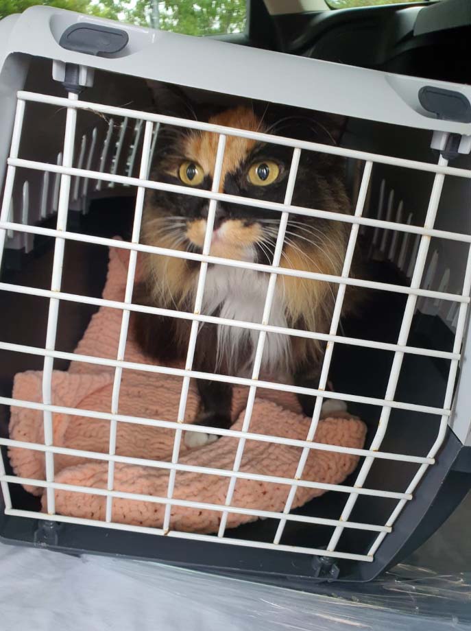 Dear Willow at the vet today