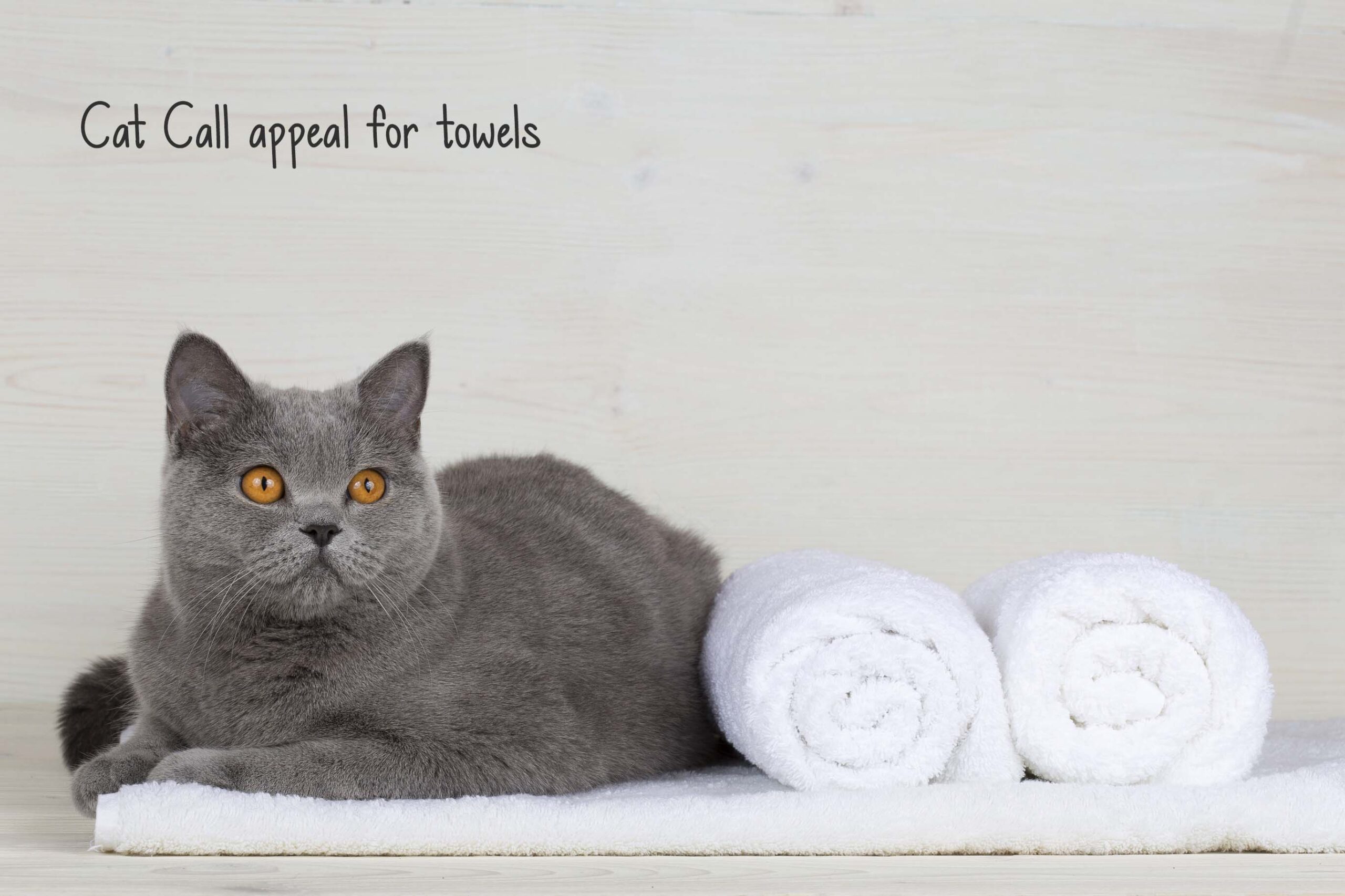 Appeal For Towels