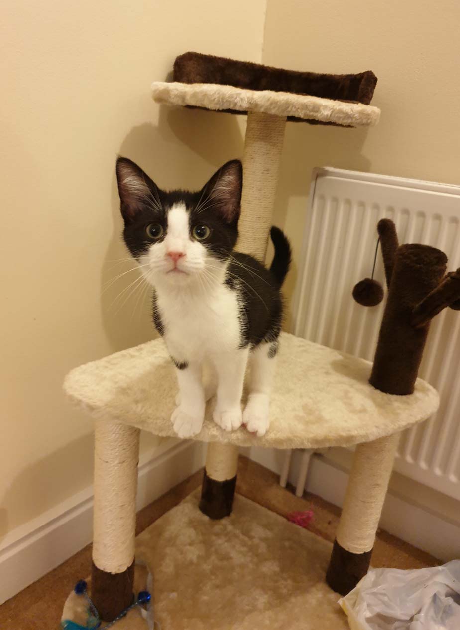 Gorgeous George Homed