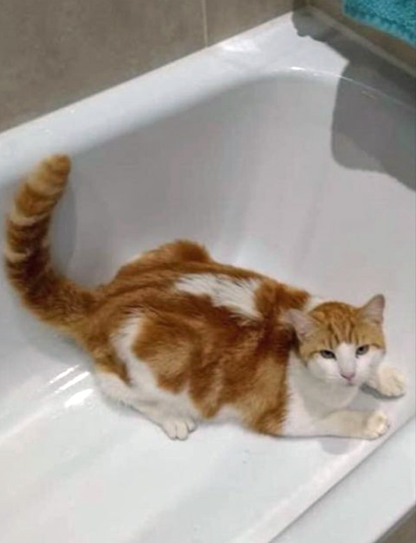 Have you seen this misisng Cat
