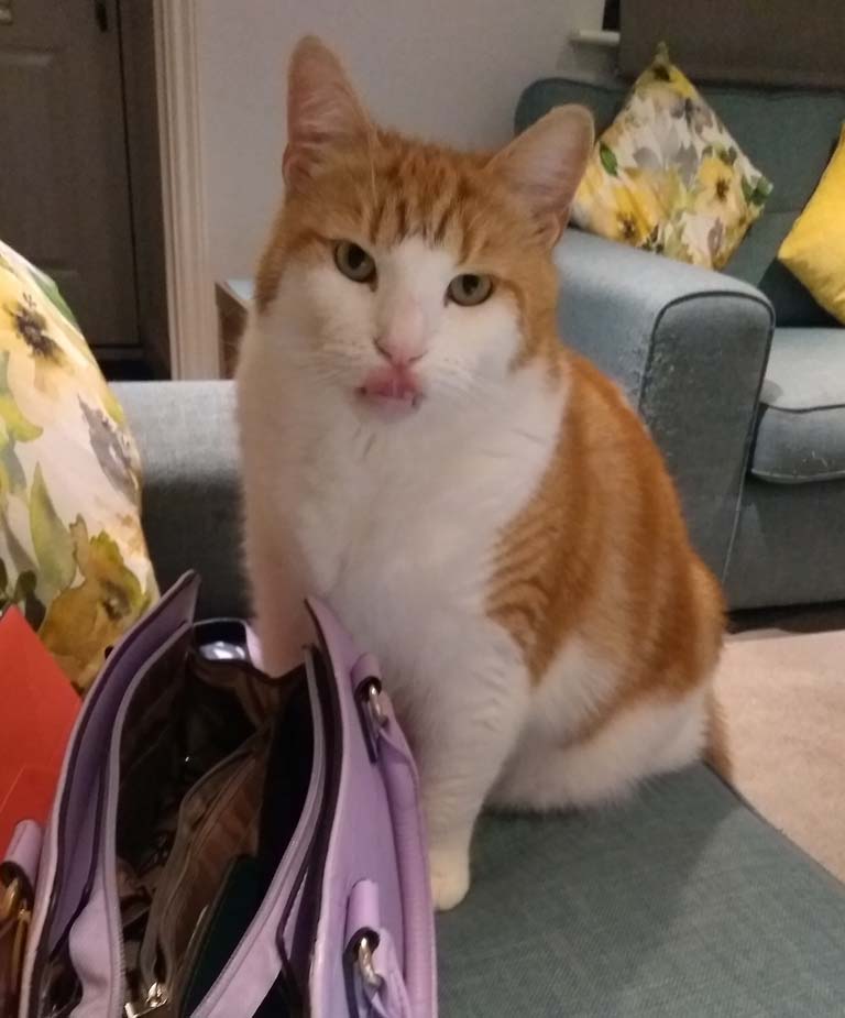 Have you seen this missing Cat