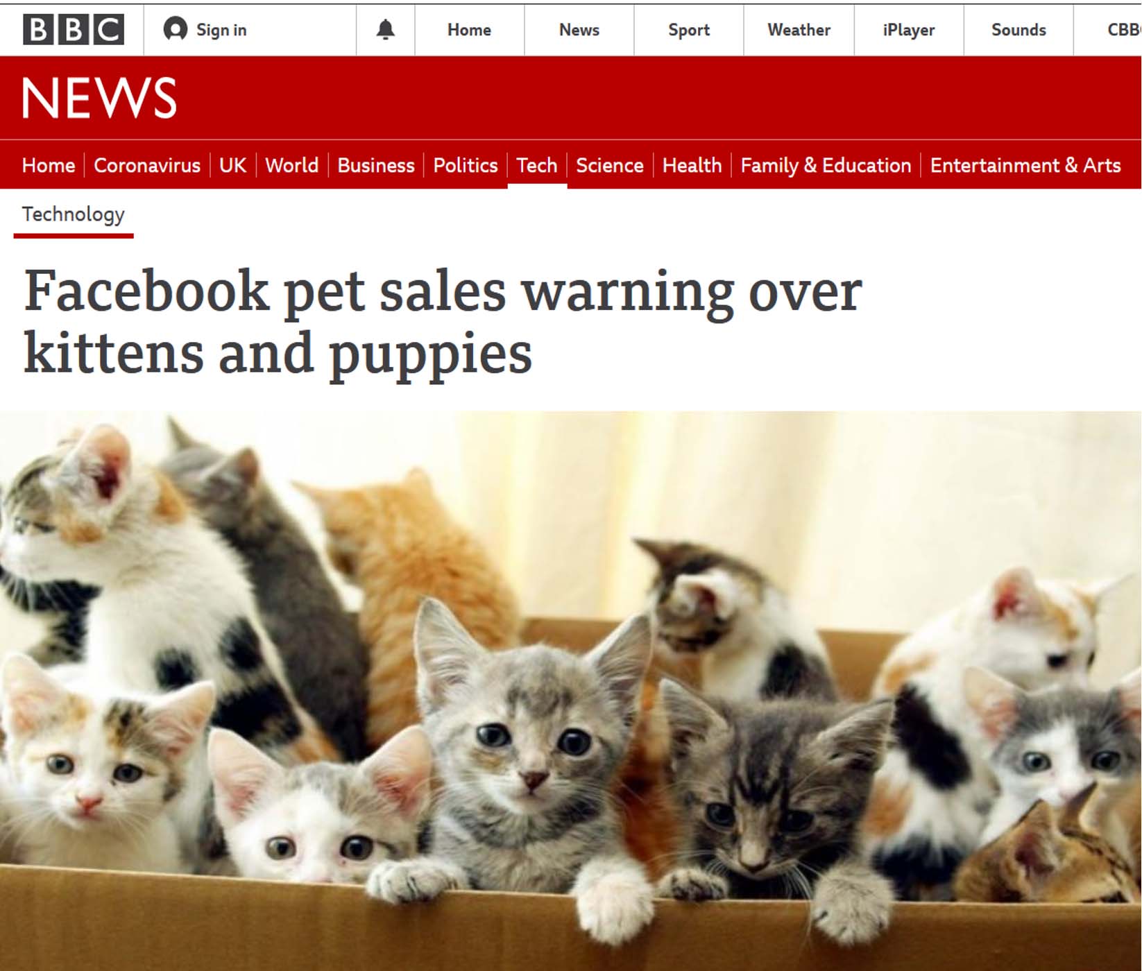 Beware Facebook Closed Groups Scam Offering Kittens