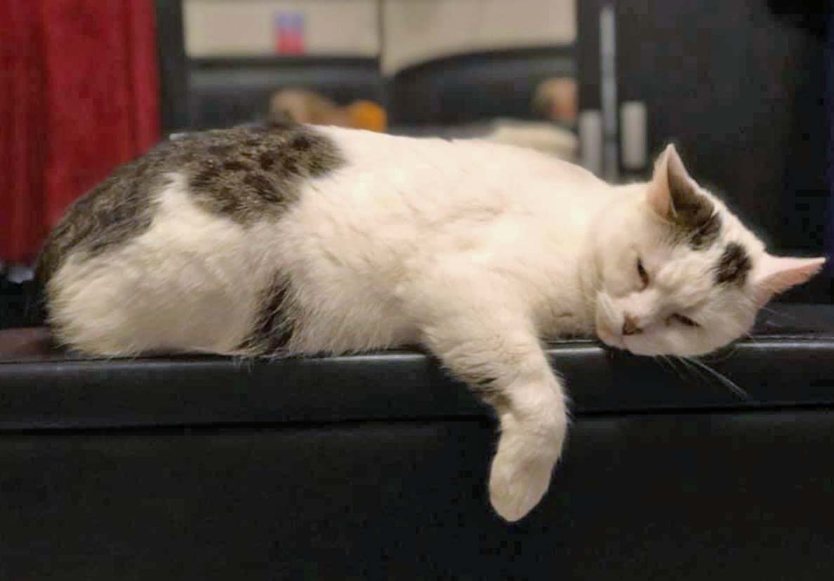 Have you seen this missing Cat