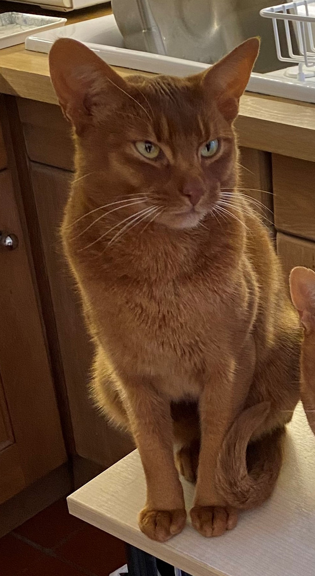 Have you sen this missing Cat