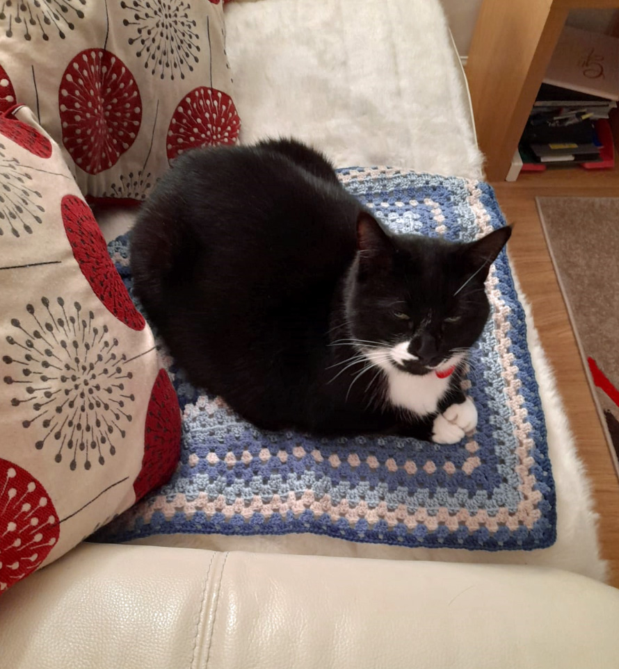 Raising Money Selling Cat Call Knitted Blankets
