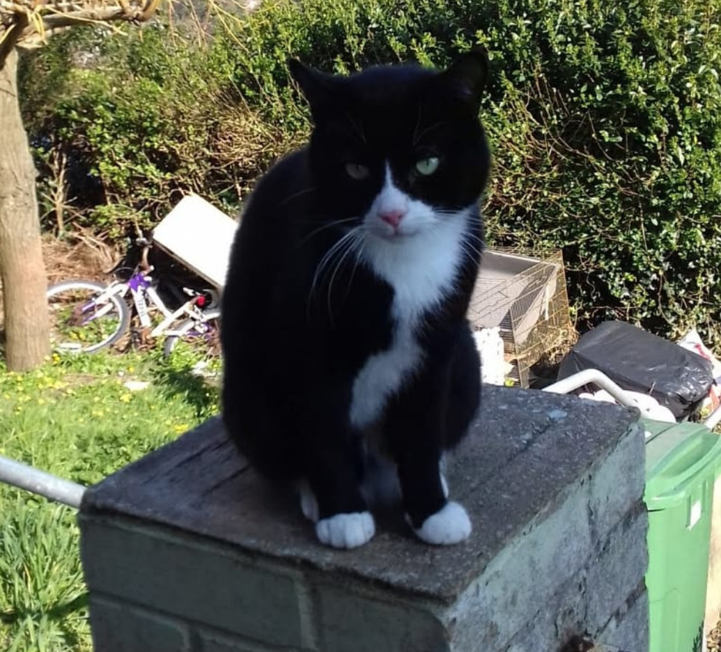 Have you seen this Cat missng in Hastings