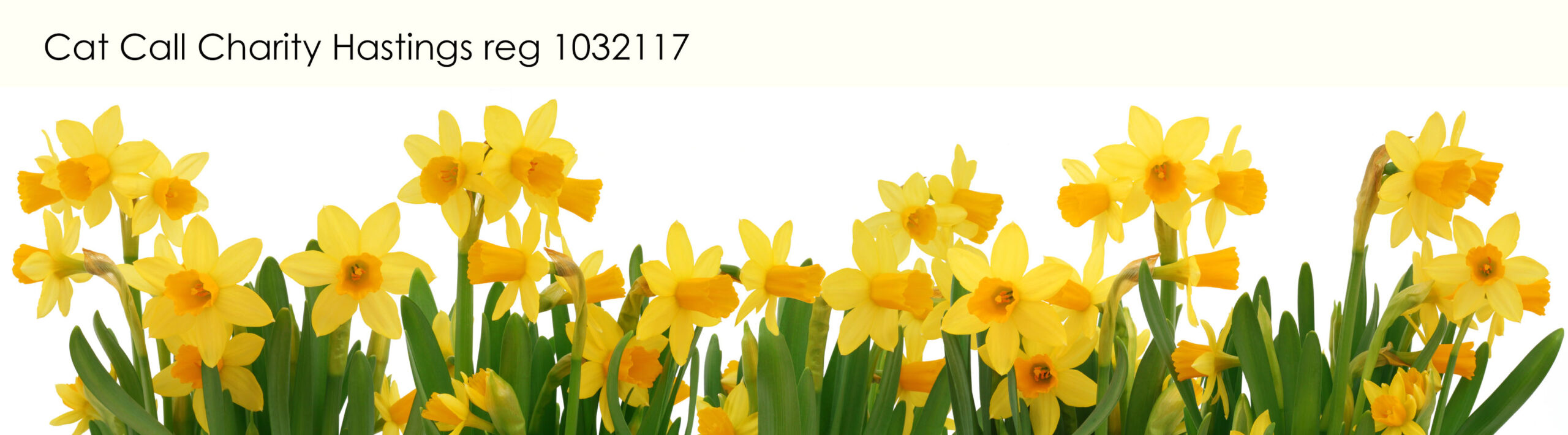 Cat Call Charity Hastings a registered UK charity