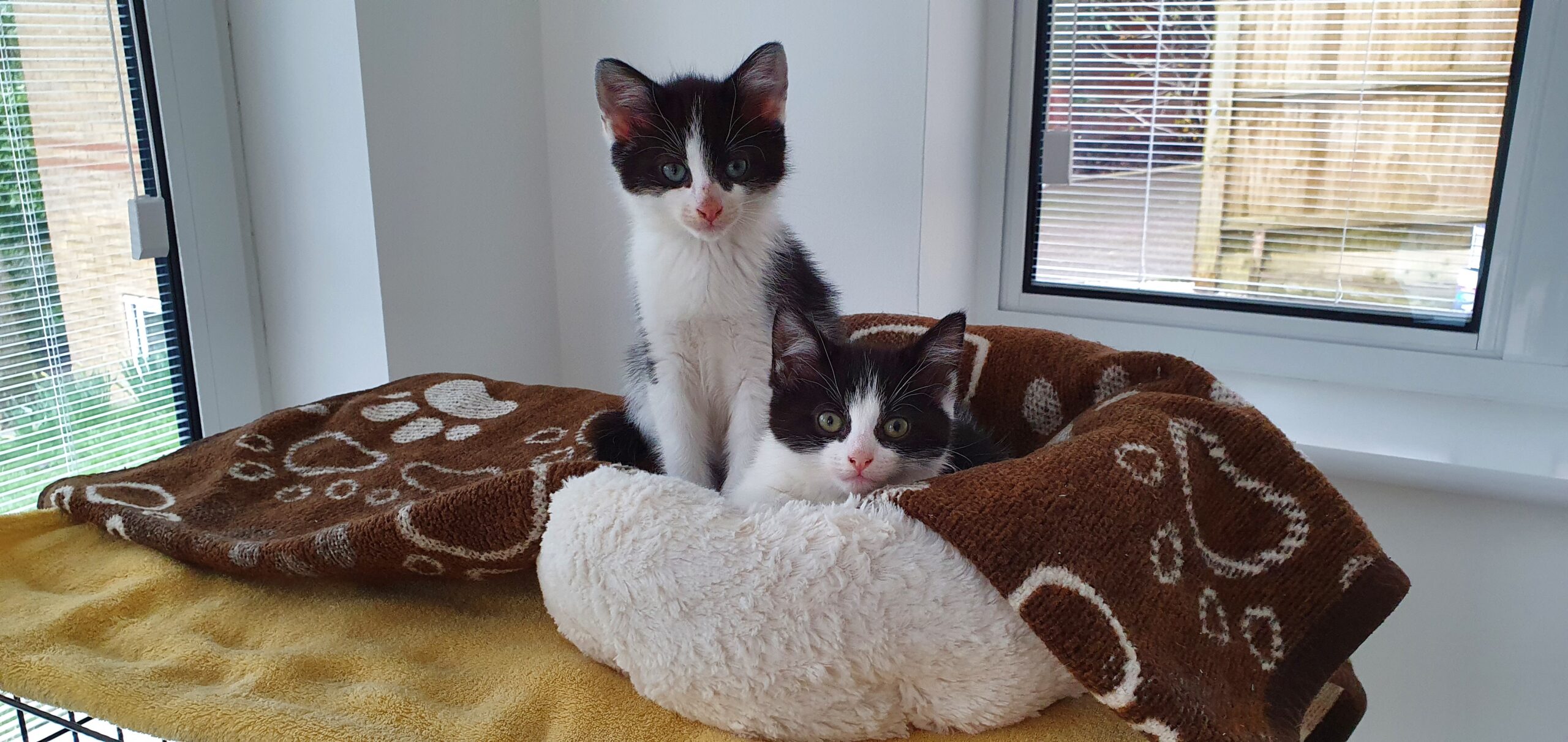 Rescued by Cat Call