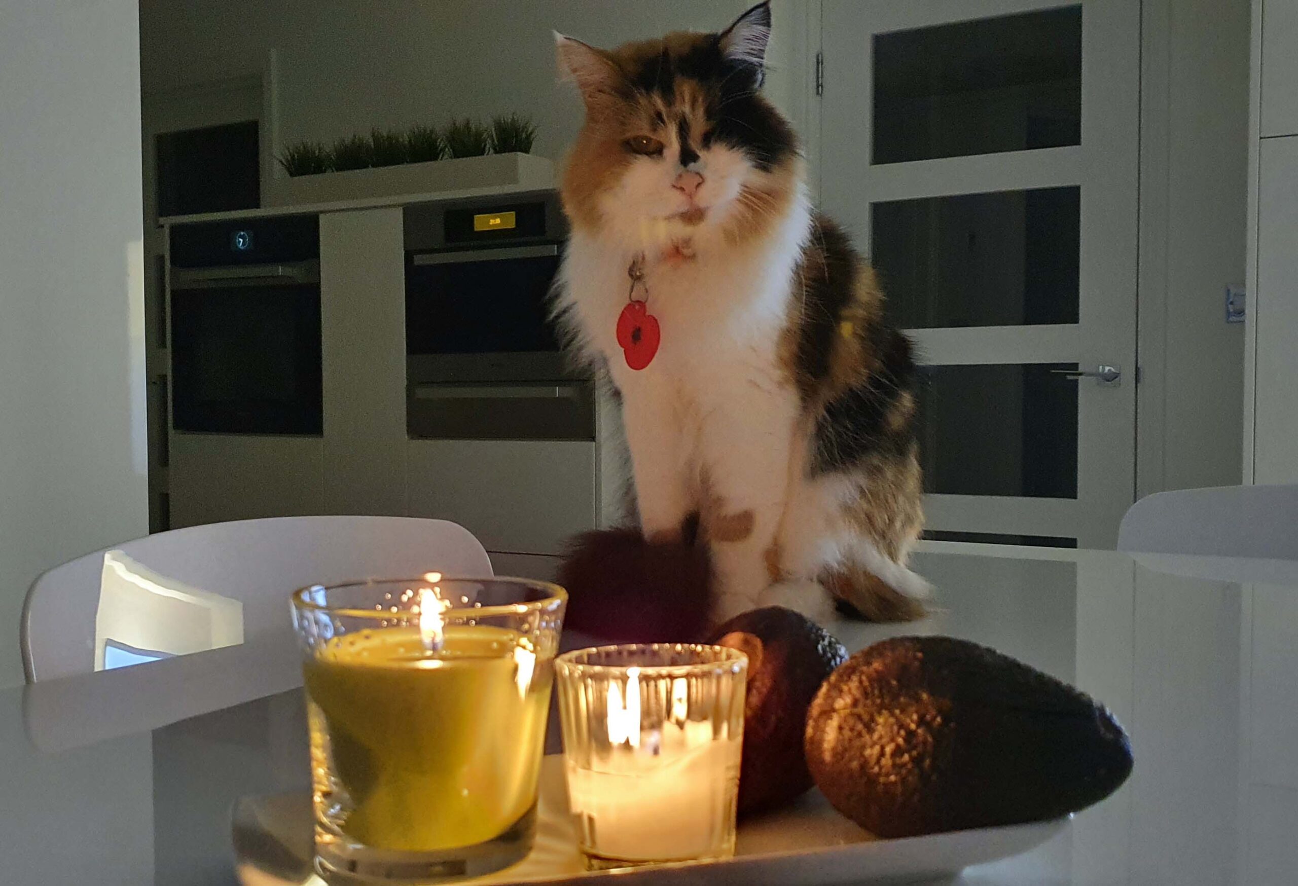 Cat Call Cat Precious