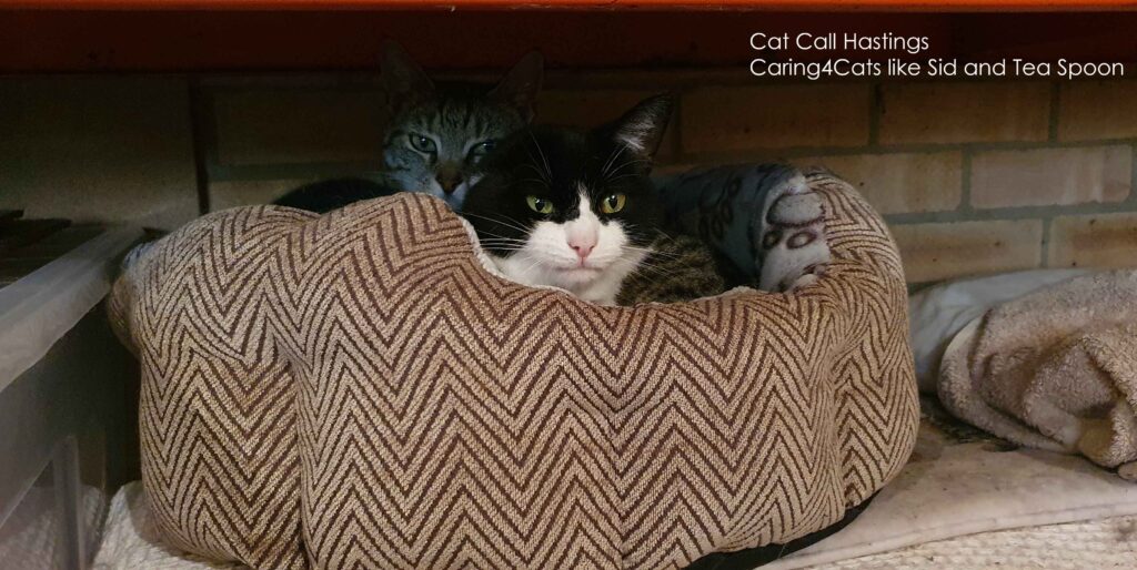 Cat Call Charity caring for Cats in Hastings, St Leonards On Sea