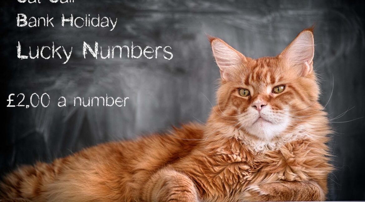 Cat Call August Bank Holiday Lucky Numbers Fun