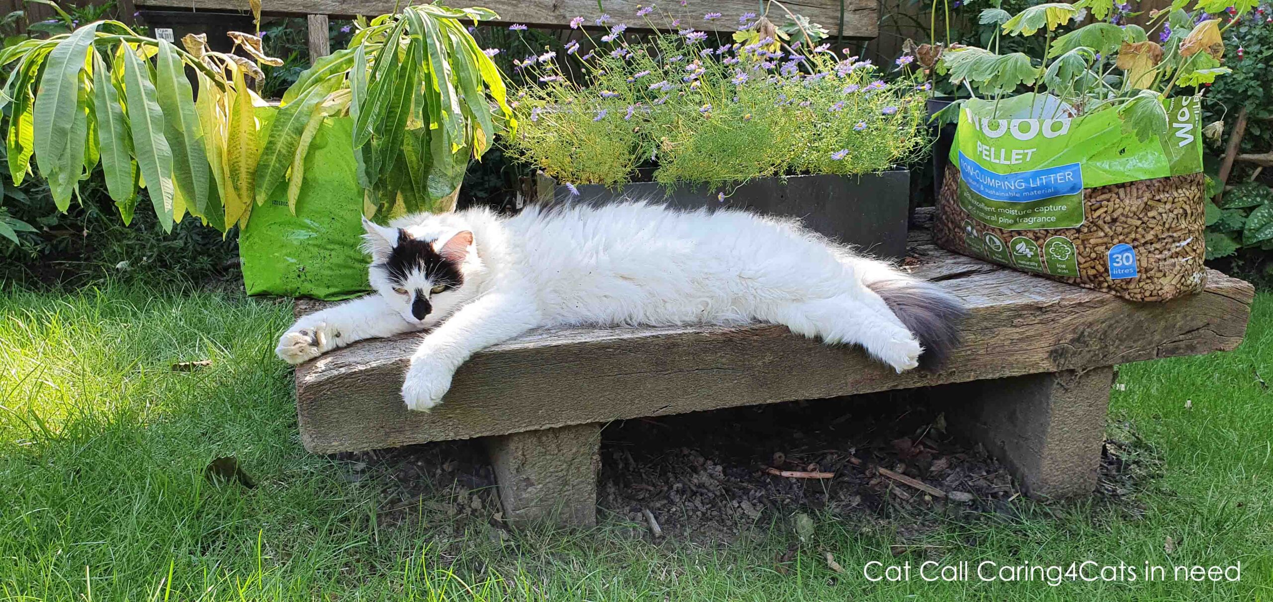 Cat Call charity Hastings East Sussex