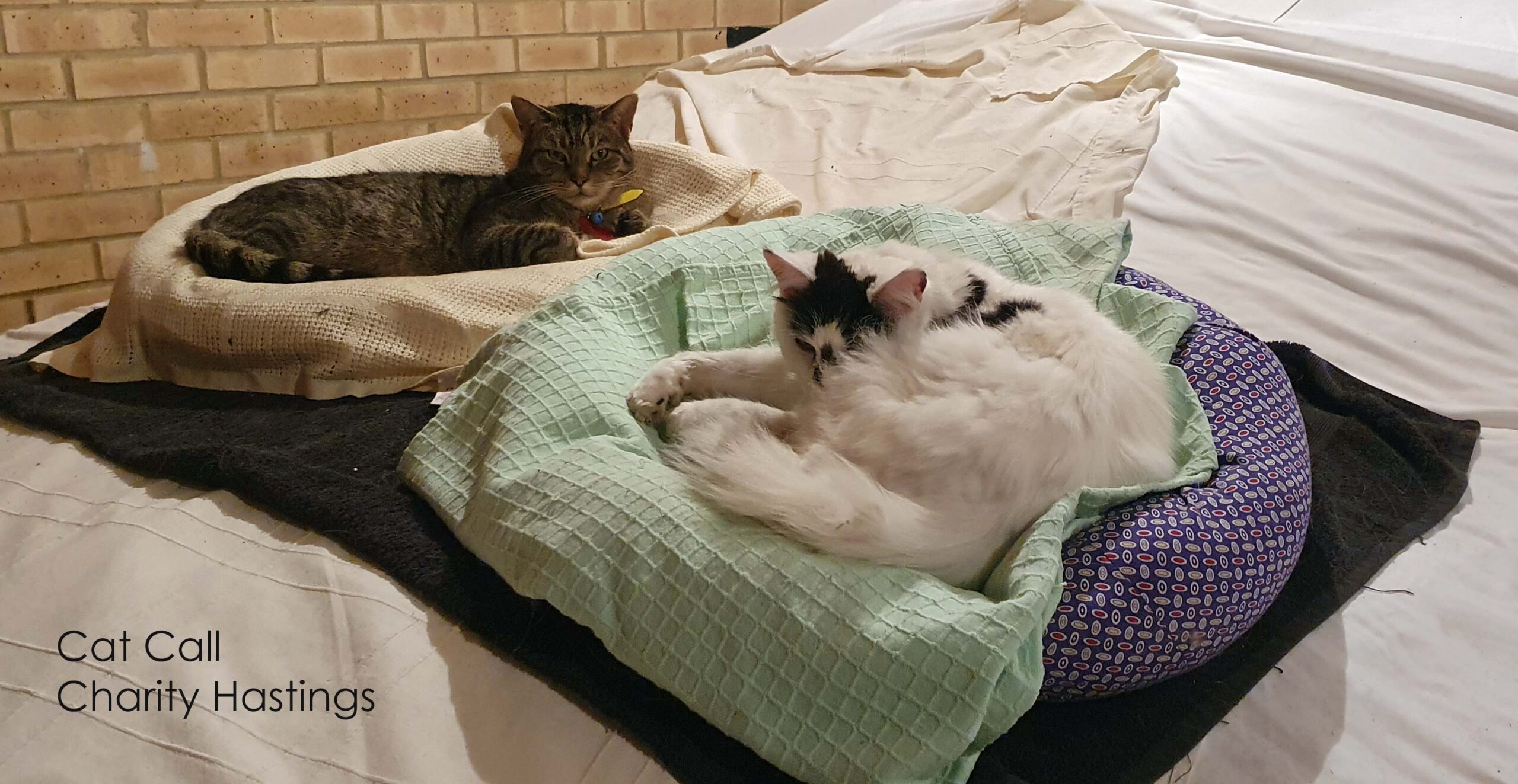 Bertie and Fred at Cat Call Hastings