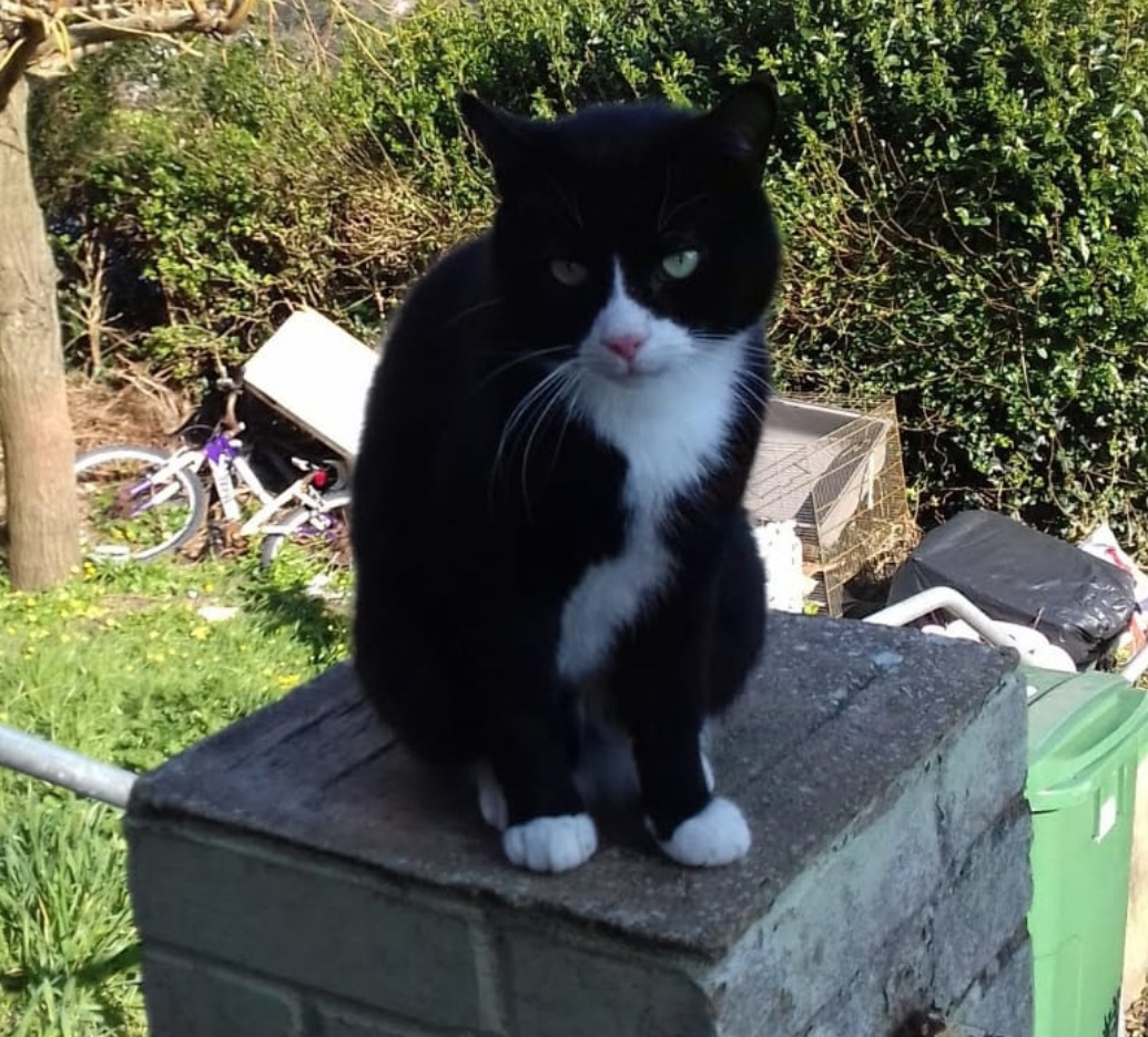 Have you seen this black and white Cat