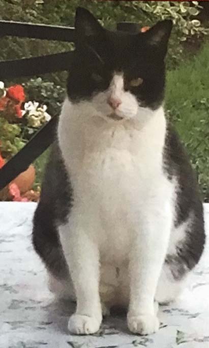 Cat missing in Bexhill On Sea