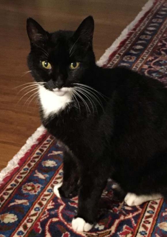 Missing Cat from Glen View Close Hastings