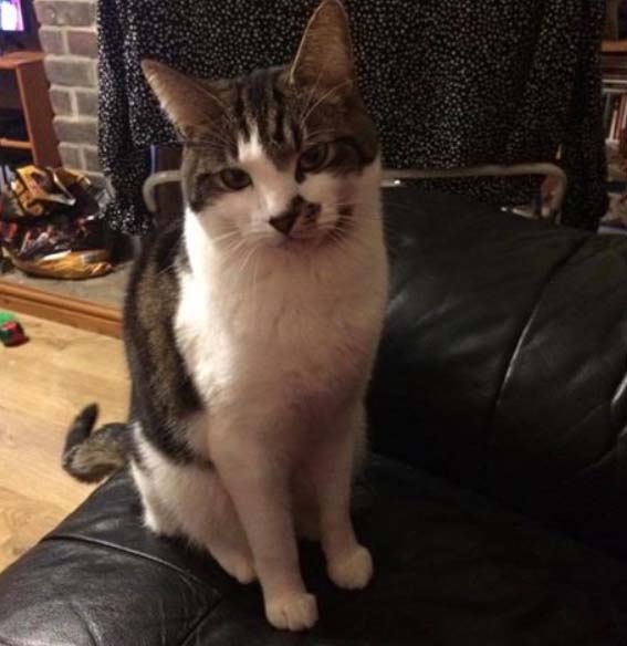 Missing Cat from Mill Lane Hastings
