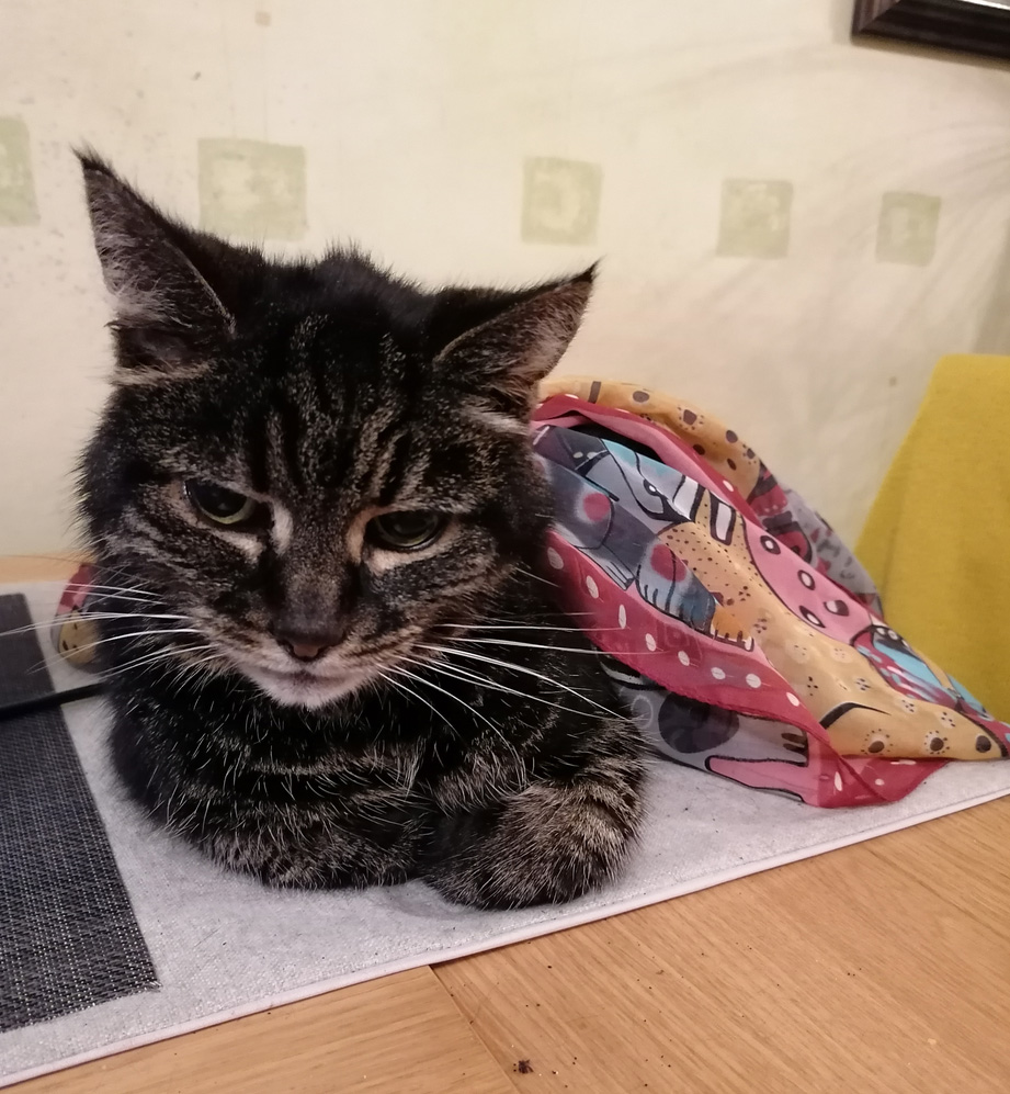 Missing Cat from Sovereign Close Hastings