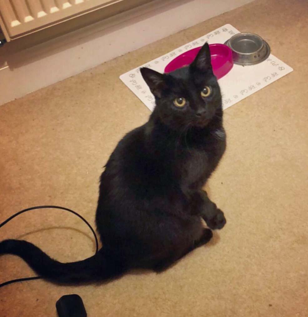 Have you seen this Cat missing in St Leonards