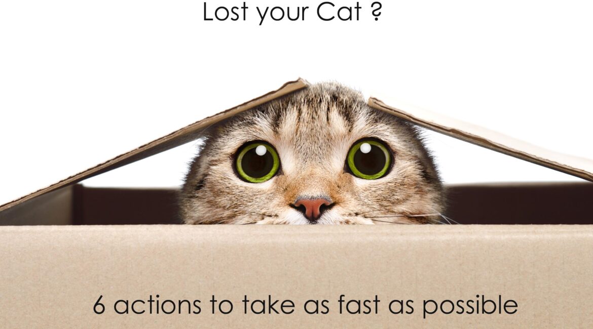 Lost Your Cat ? 6 ACTIONS TO TAKE AS FAST AS POSSIBLE