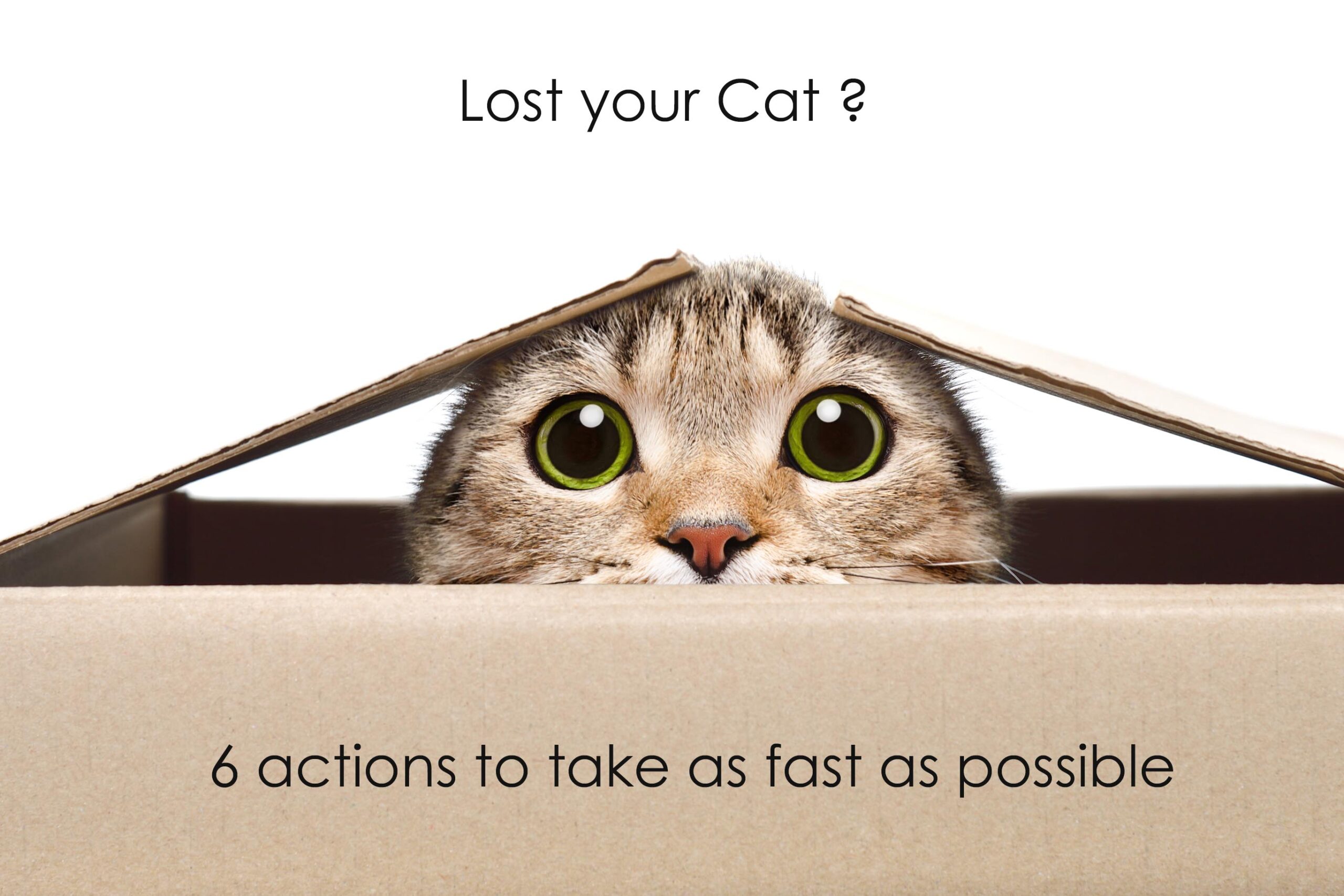 Actions to take if you have lost your Cat