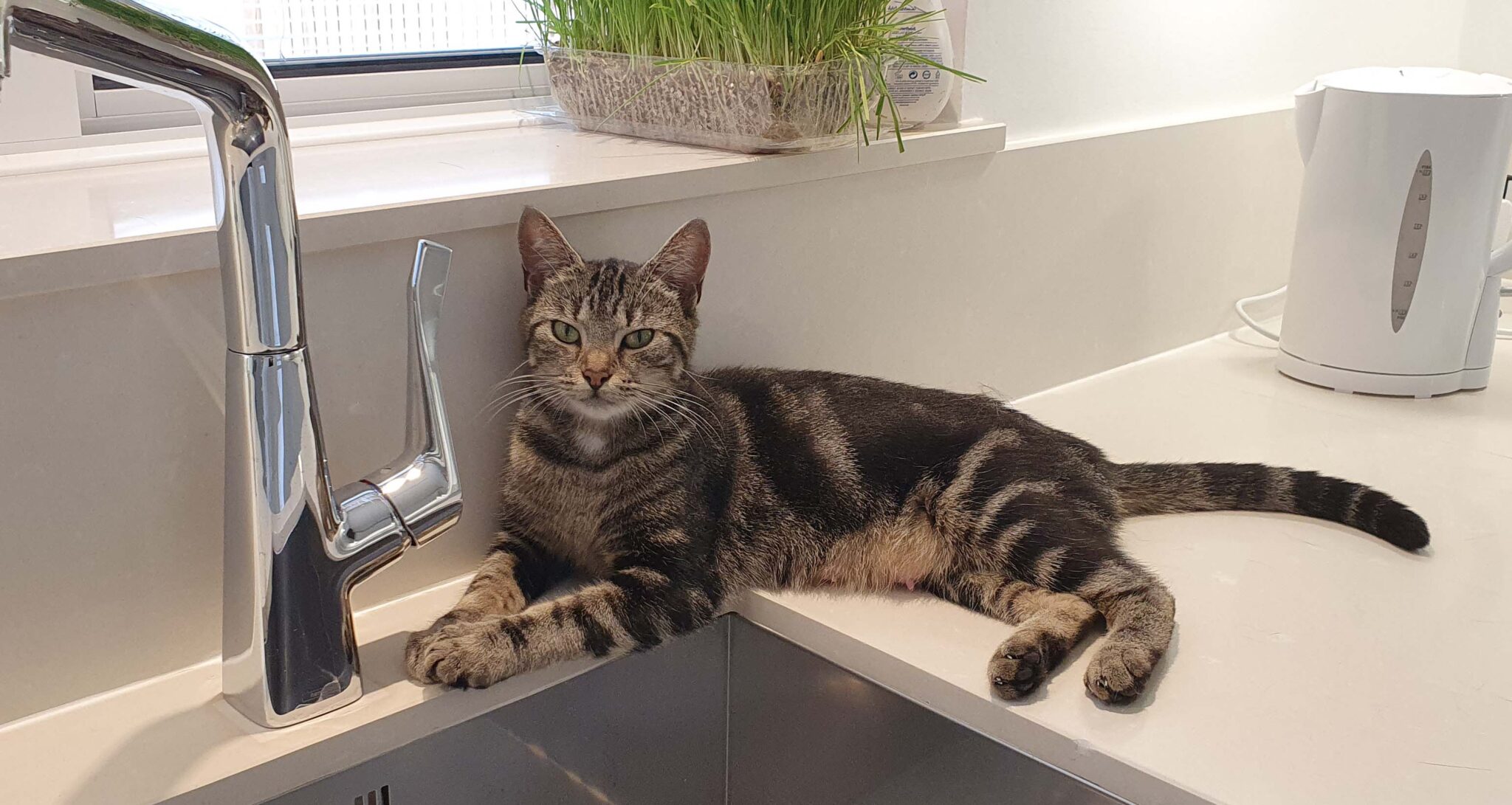 Cats For Homing Home a Cat Call Cat Cat rescue Cat Call UK Cat Call UK