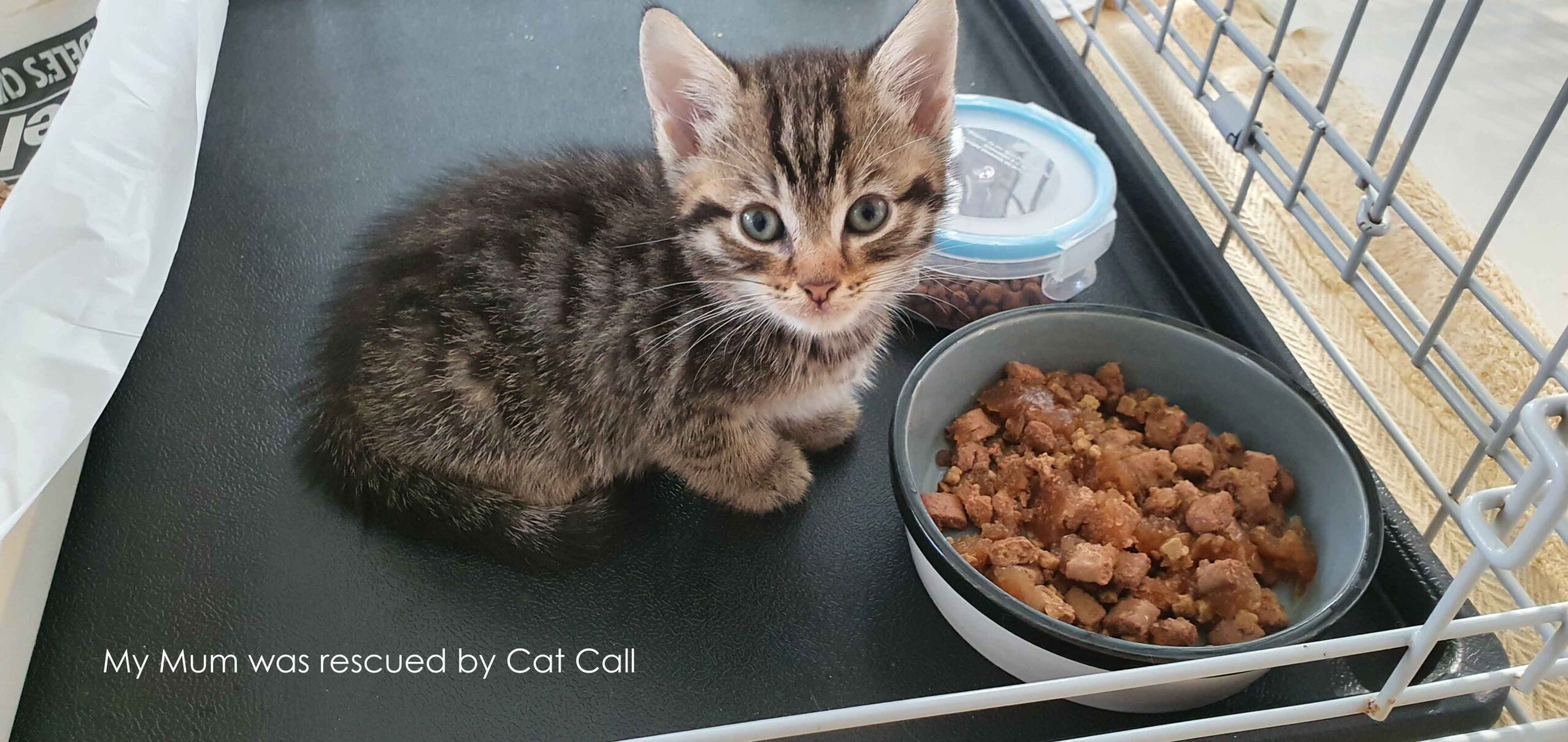 Cat Call charity at work