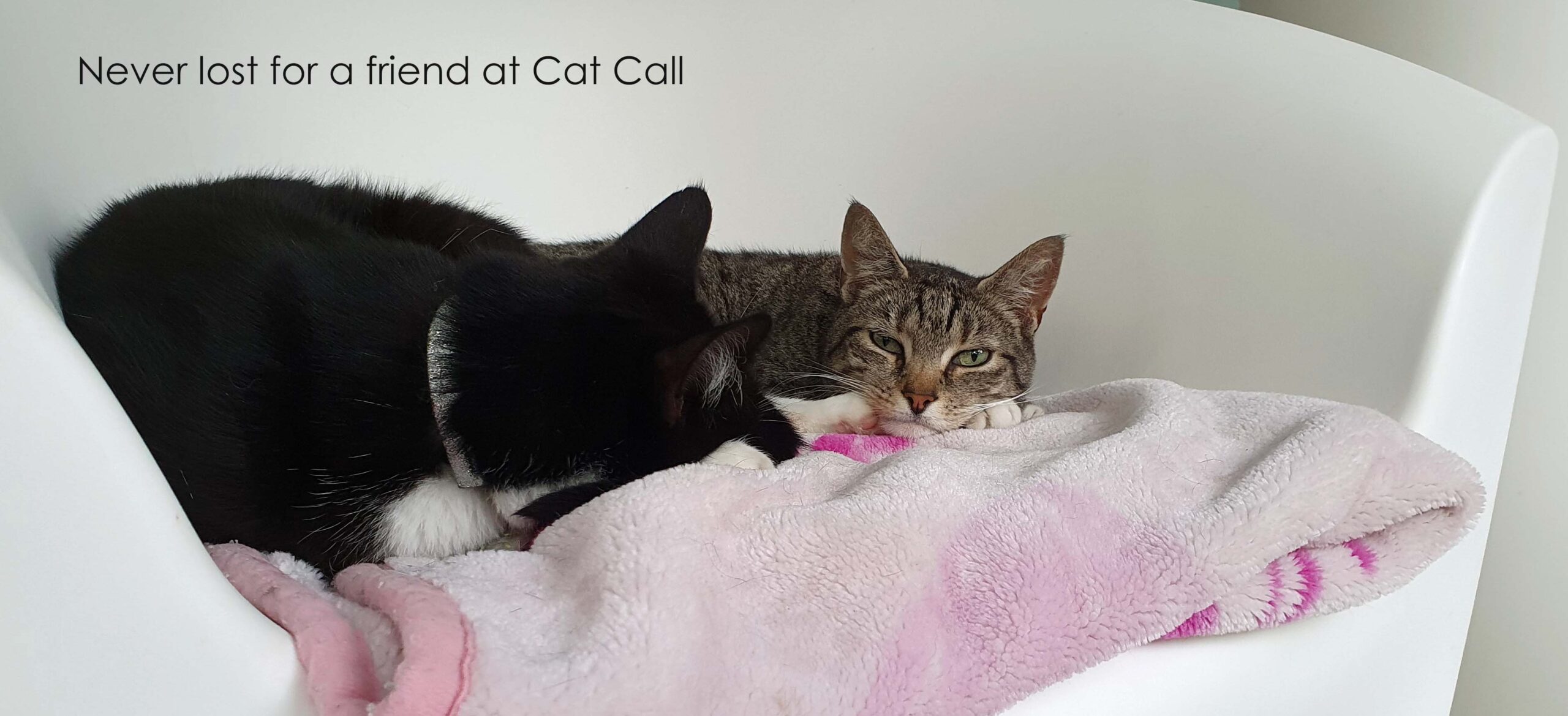 There is always a friend at Cat Call