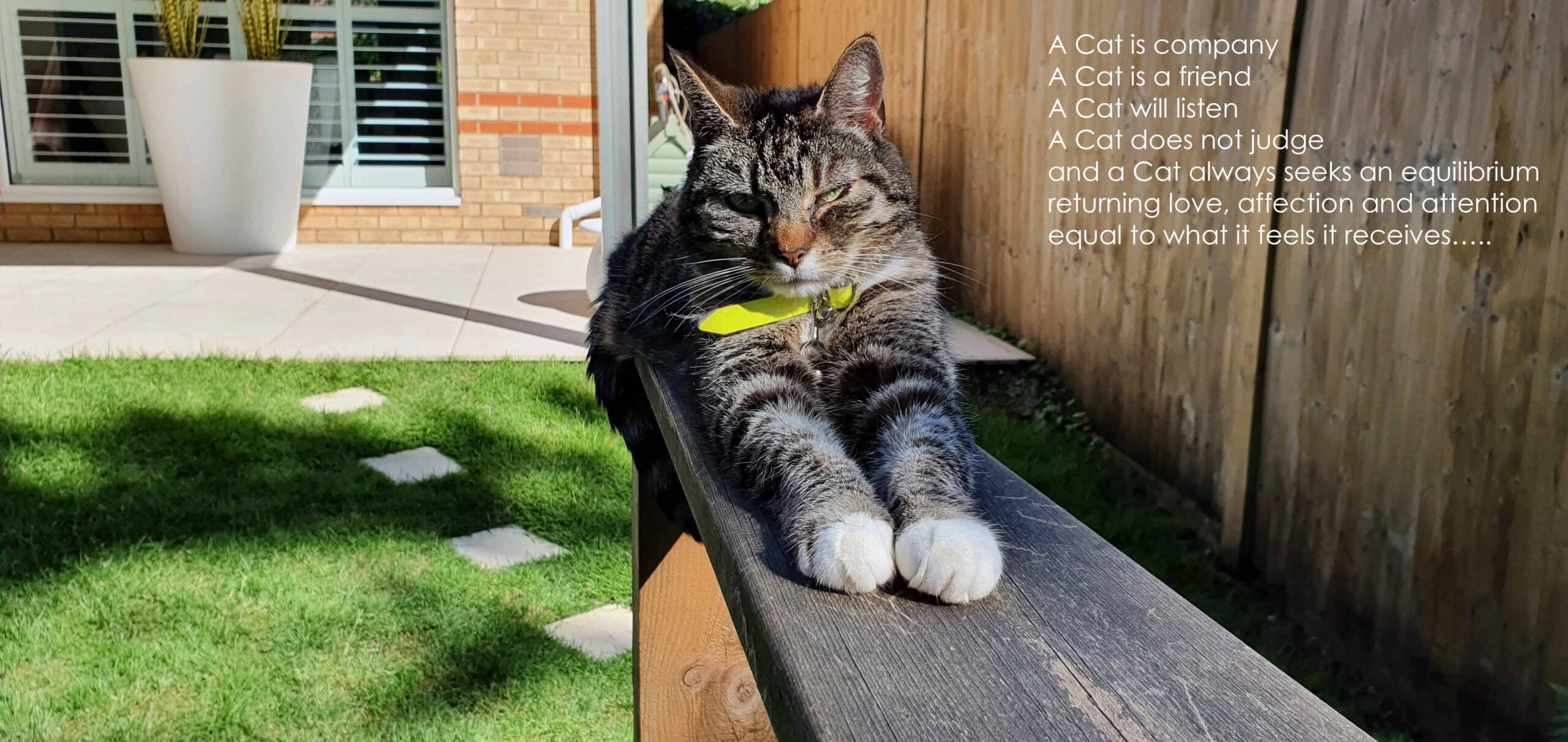 Understanding Cats it starts with YOU
