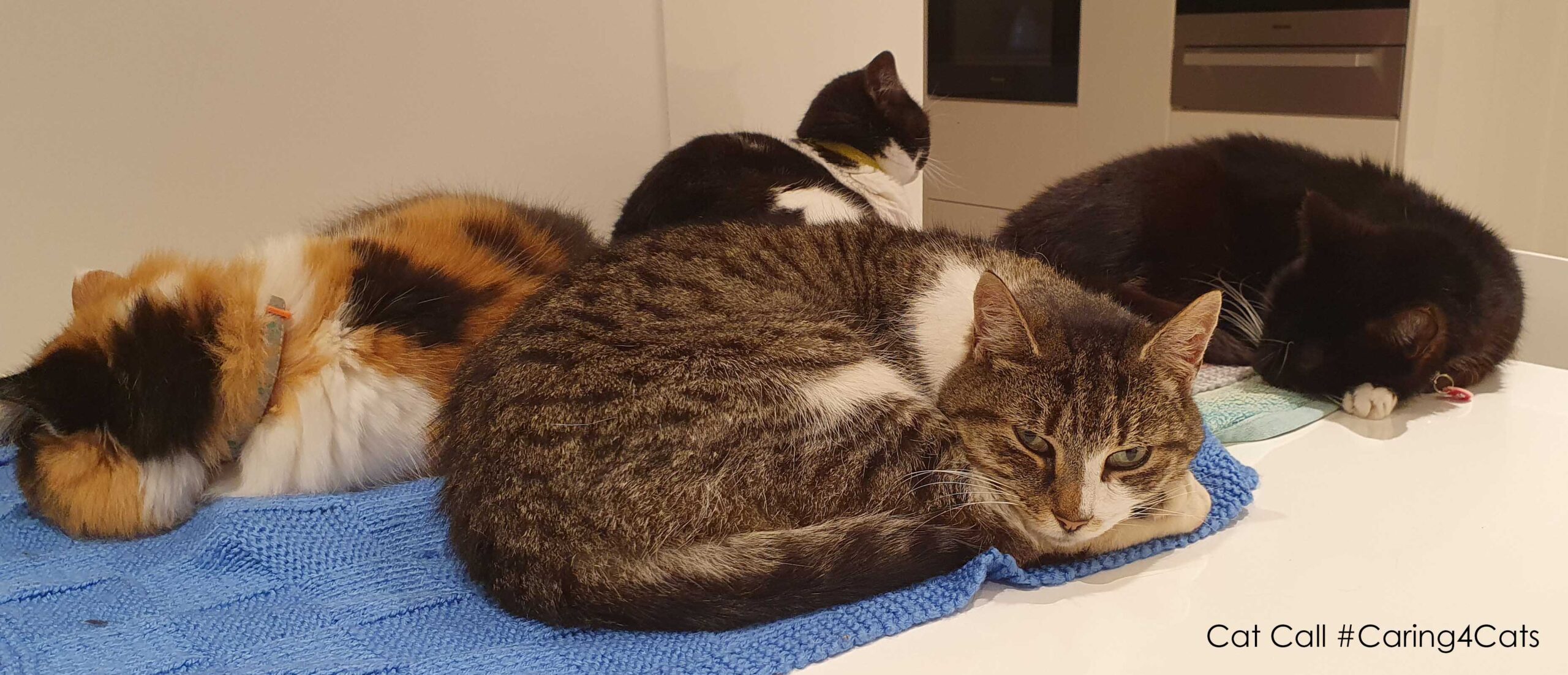 Cat Call charity